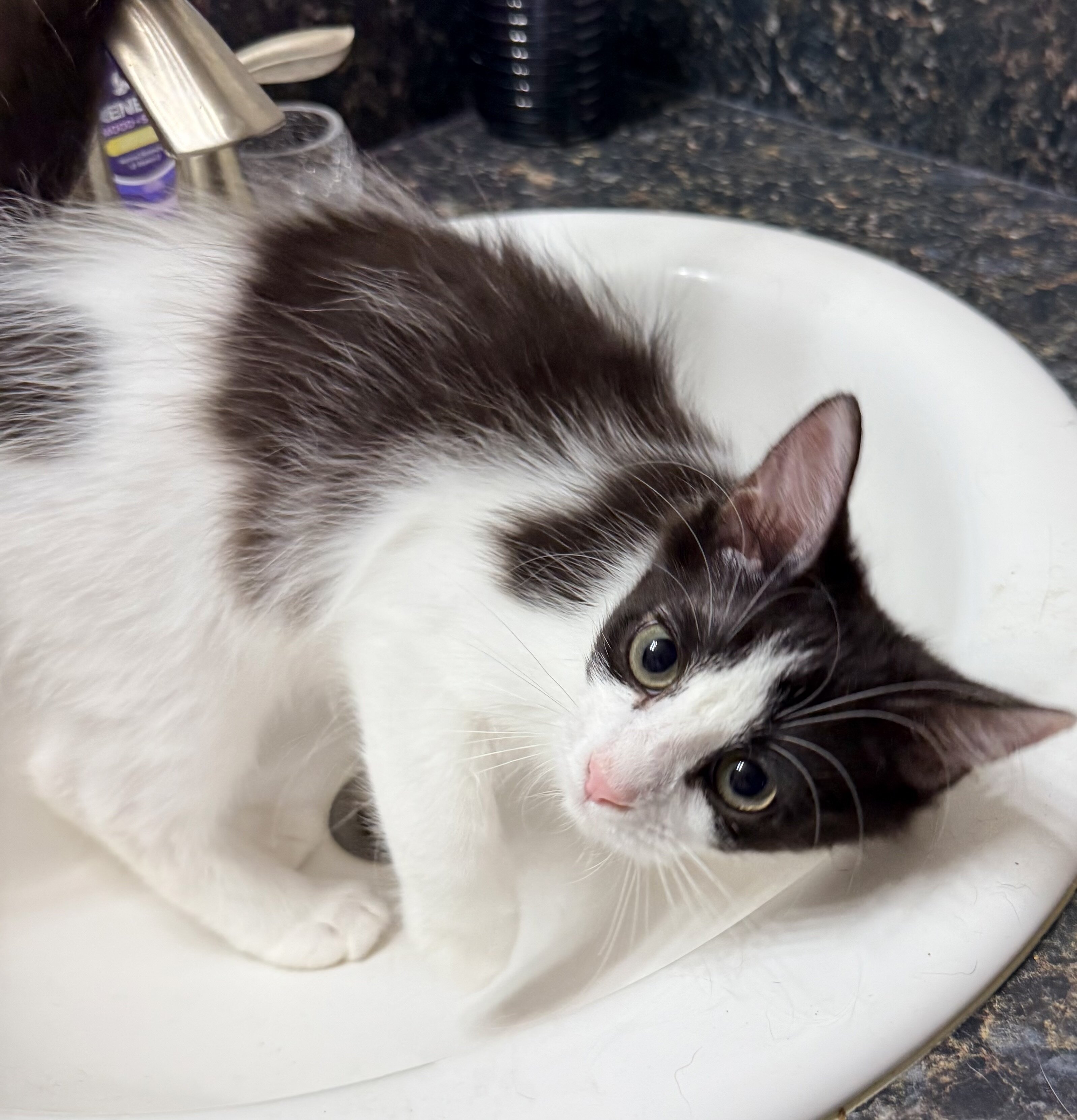 2 very sweet less than 11 months F and M kittens image 1