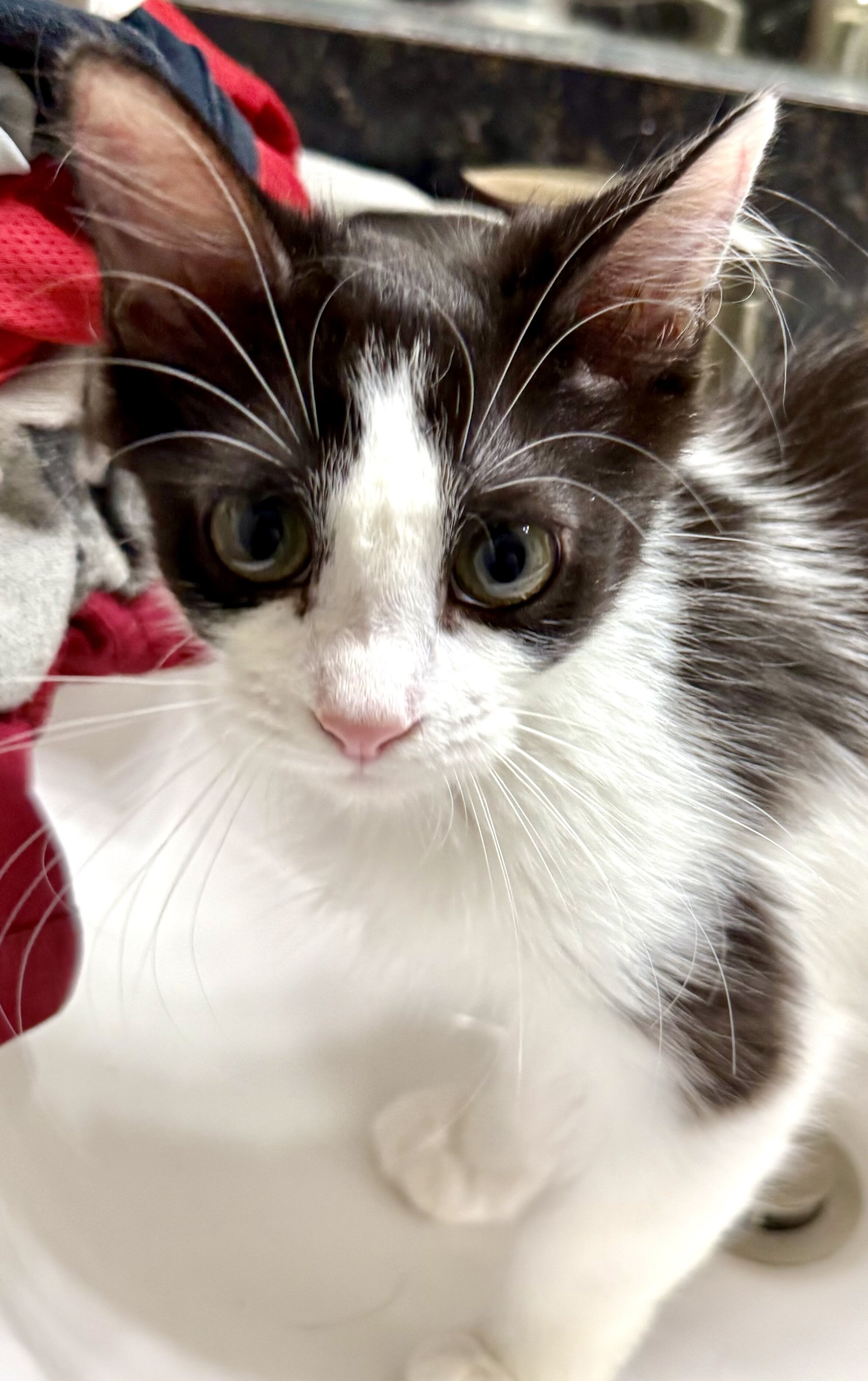 2 very sweet less than 11 months F and M kittens image 4
