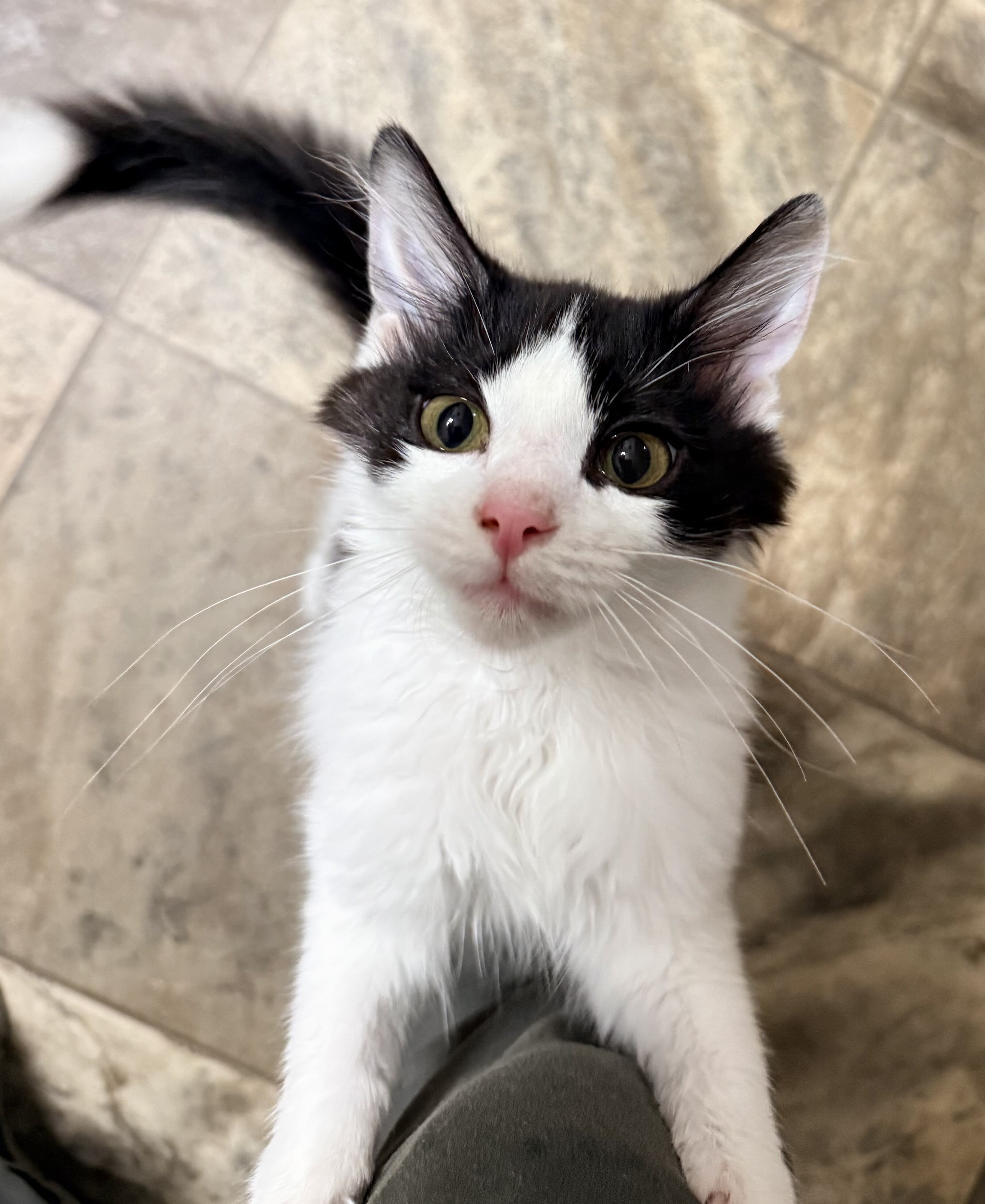 2 very sweet less than 11 months F and M kittens image 2