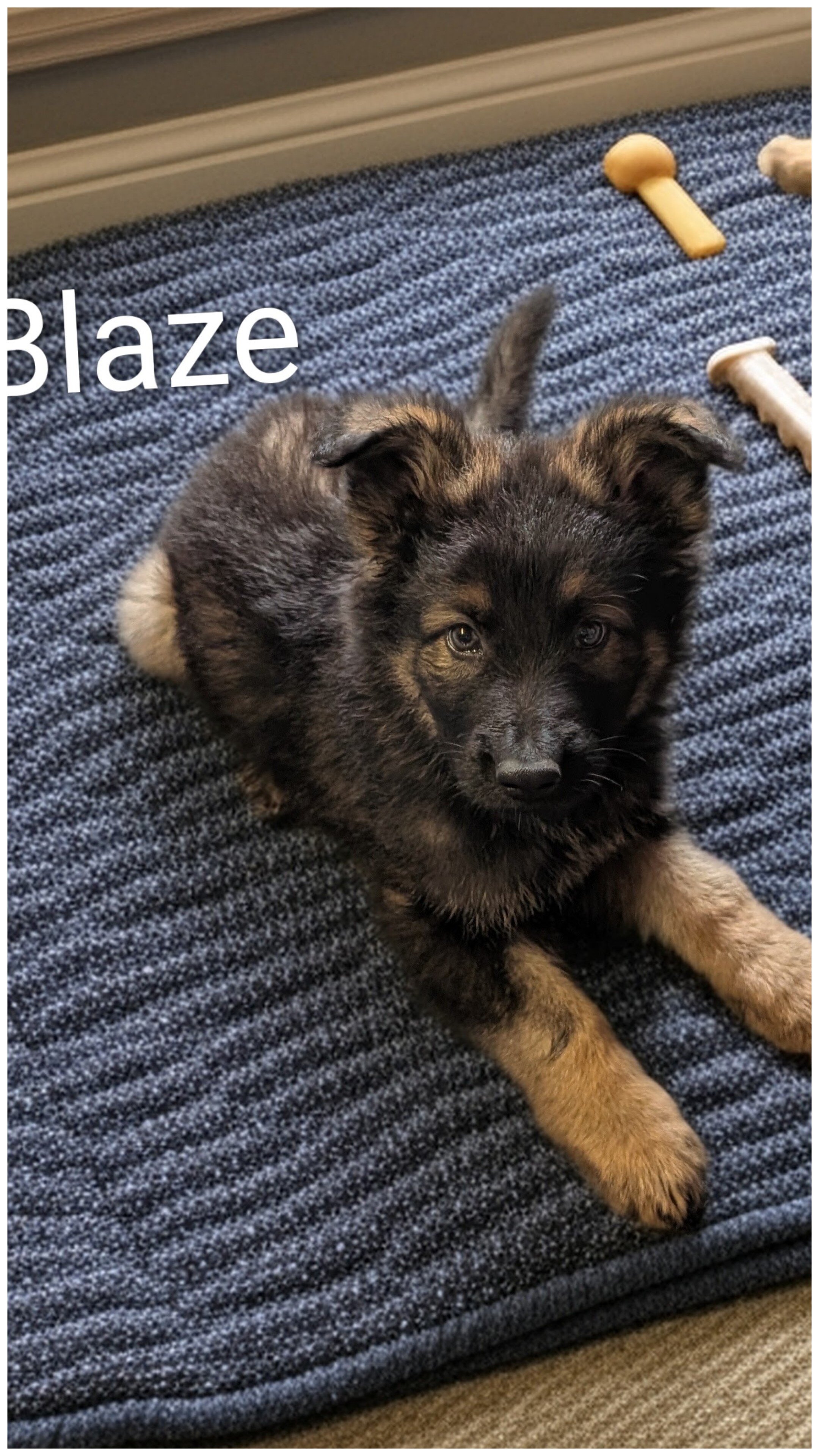 AKC German Shepherd puppies image 2
