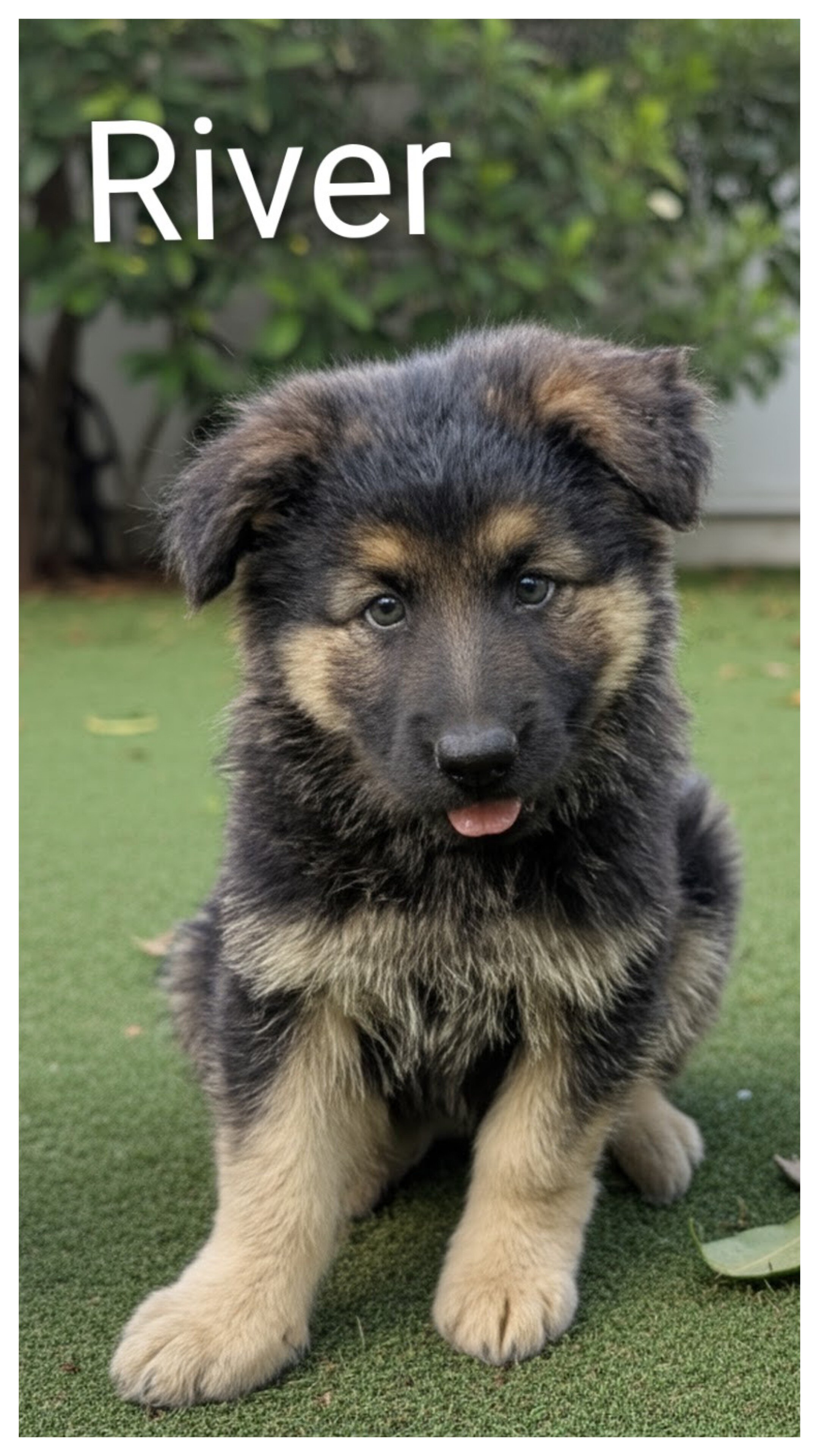 AKC German Shepherd puppies image 1