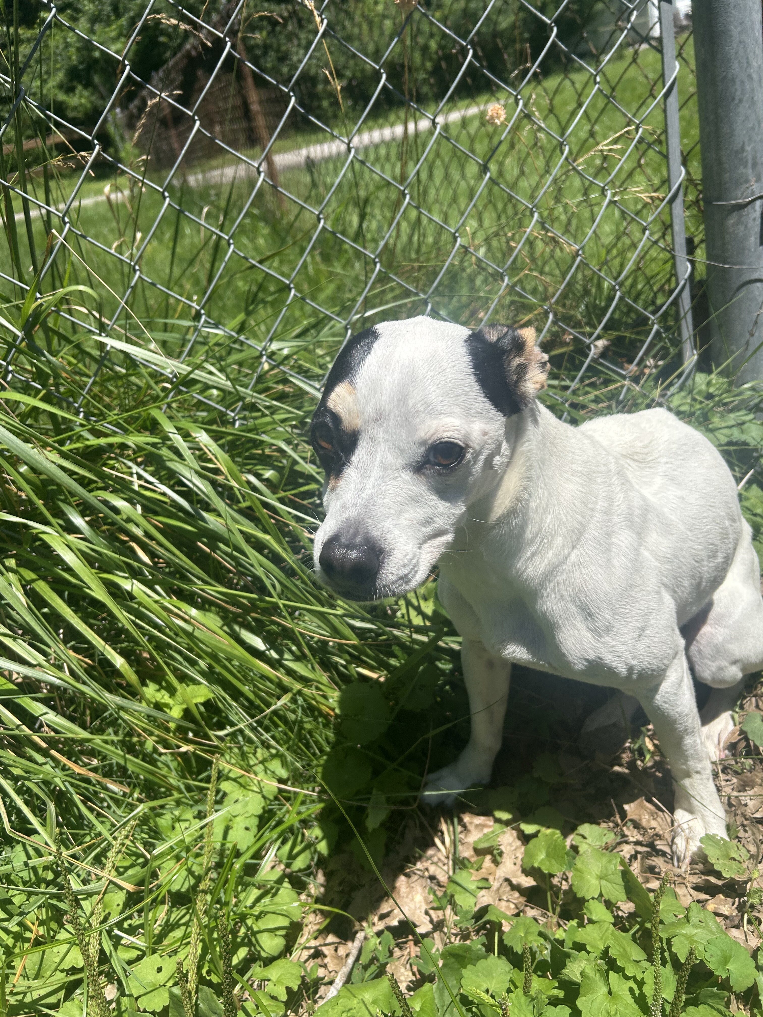 Dog - Pitbull Chihuahua image 1