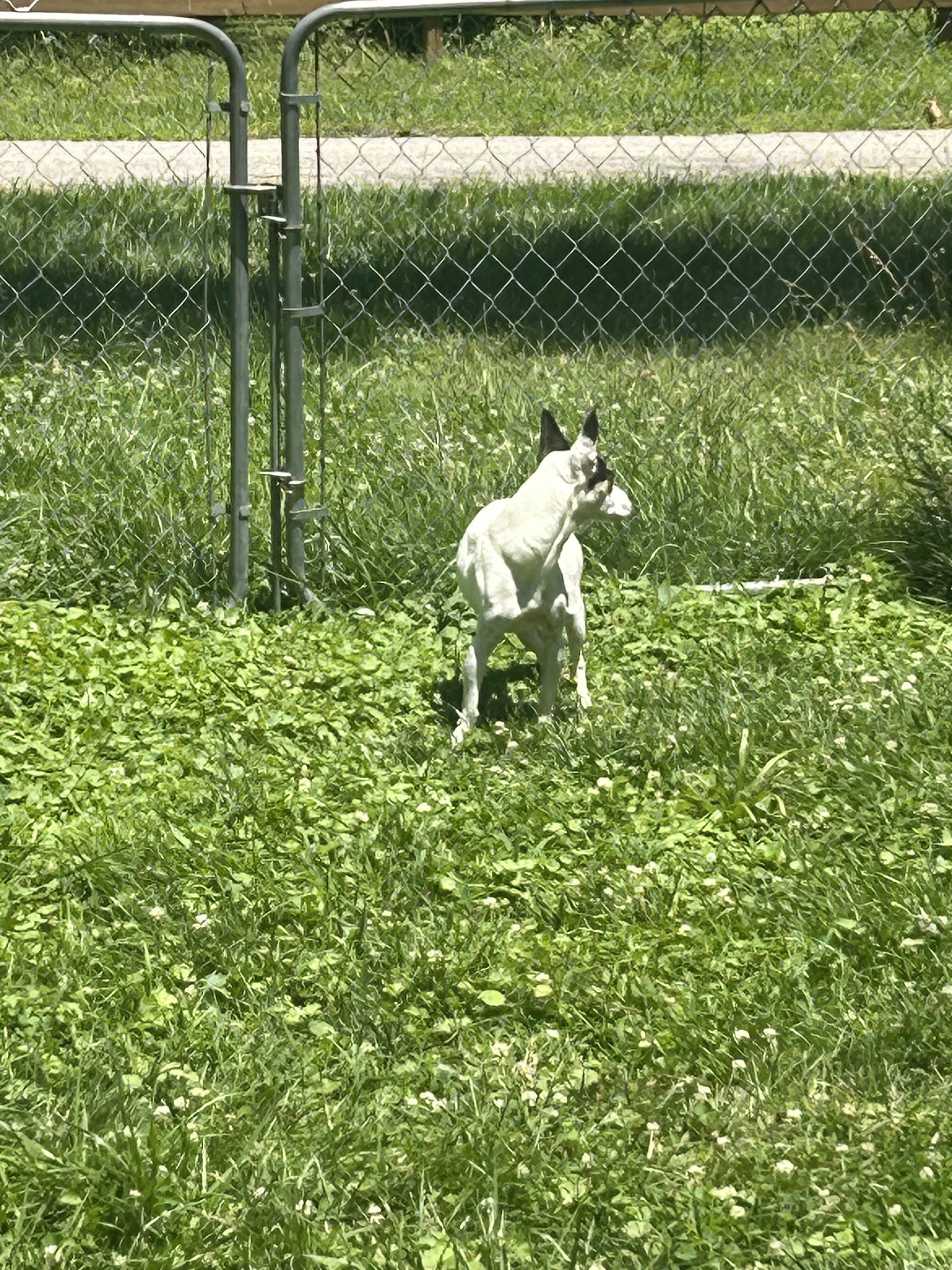 Dog - Pitbull Chihuahua image 3