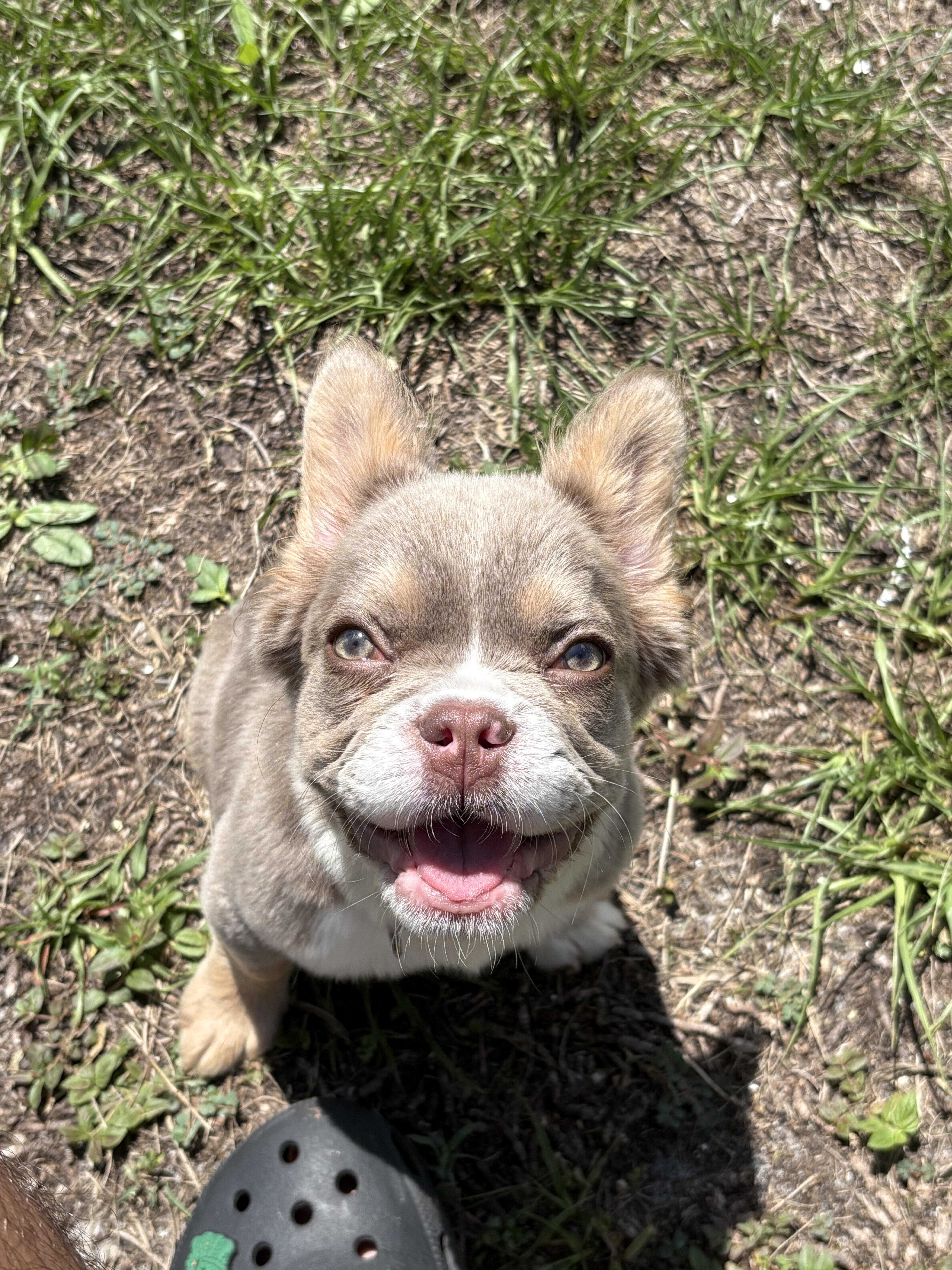 french bulldog image 1