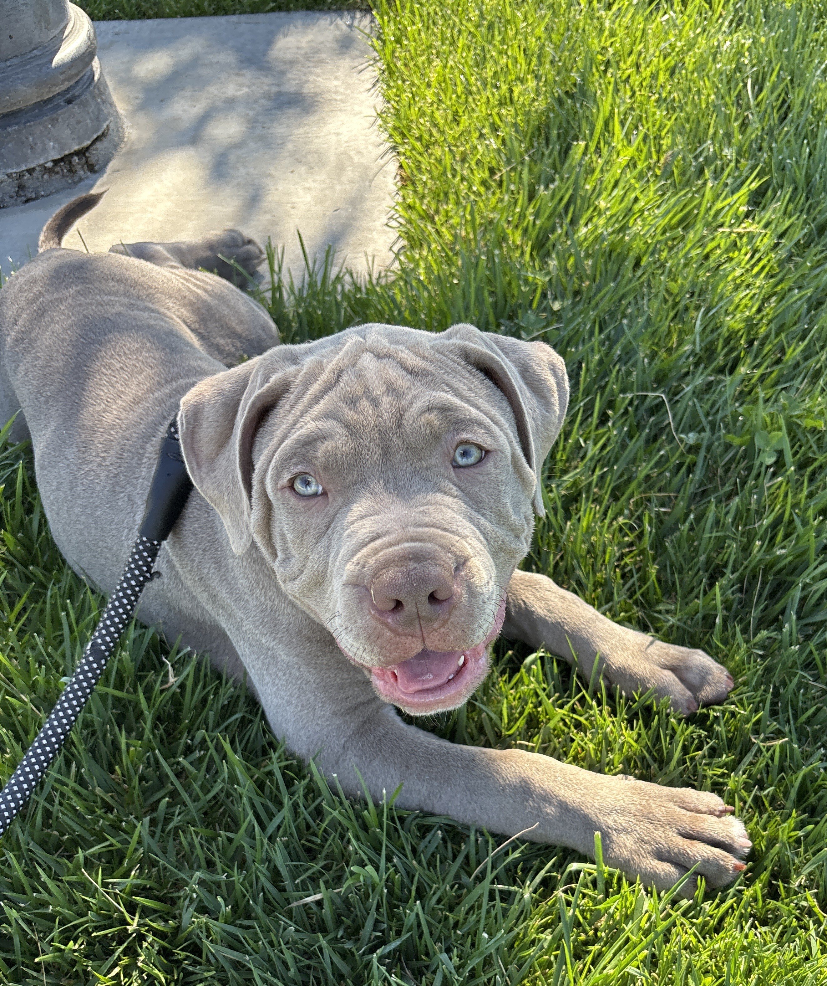 Heavy-Duty, High-Quality Blue/Gray XL American Bul image 1