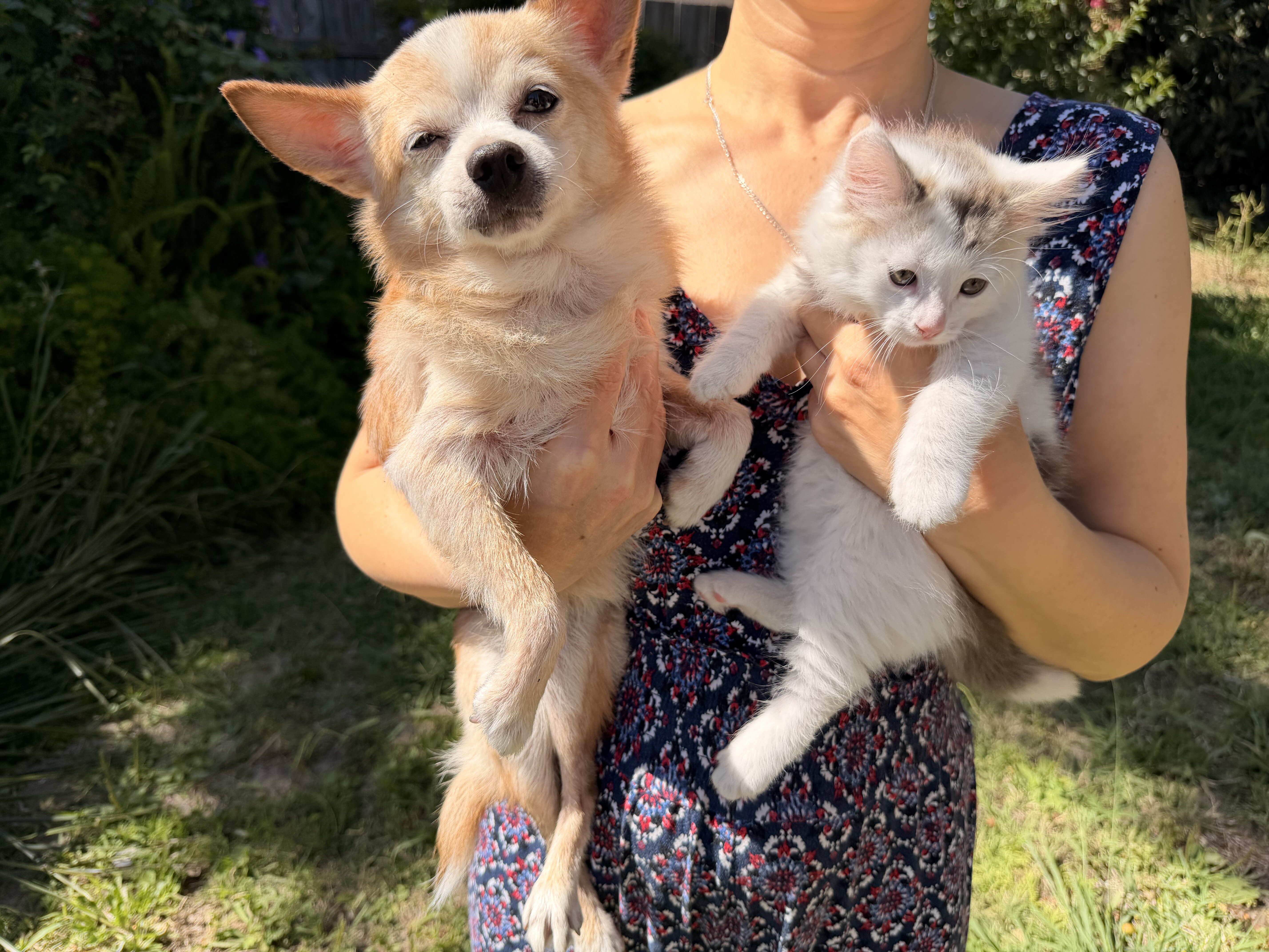 Male kitten image 4