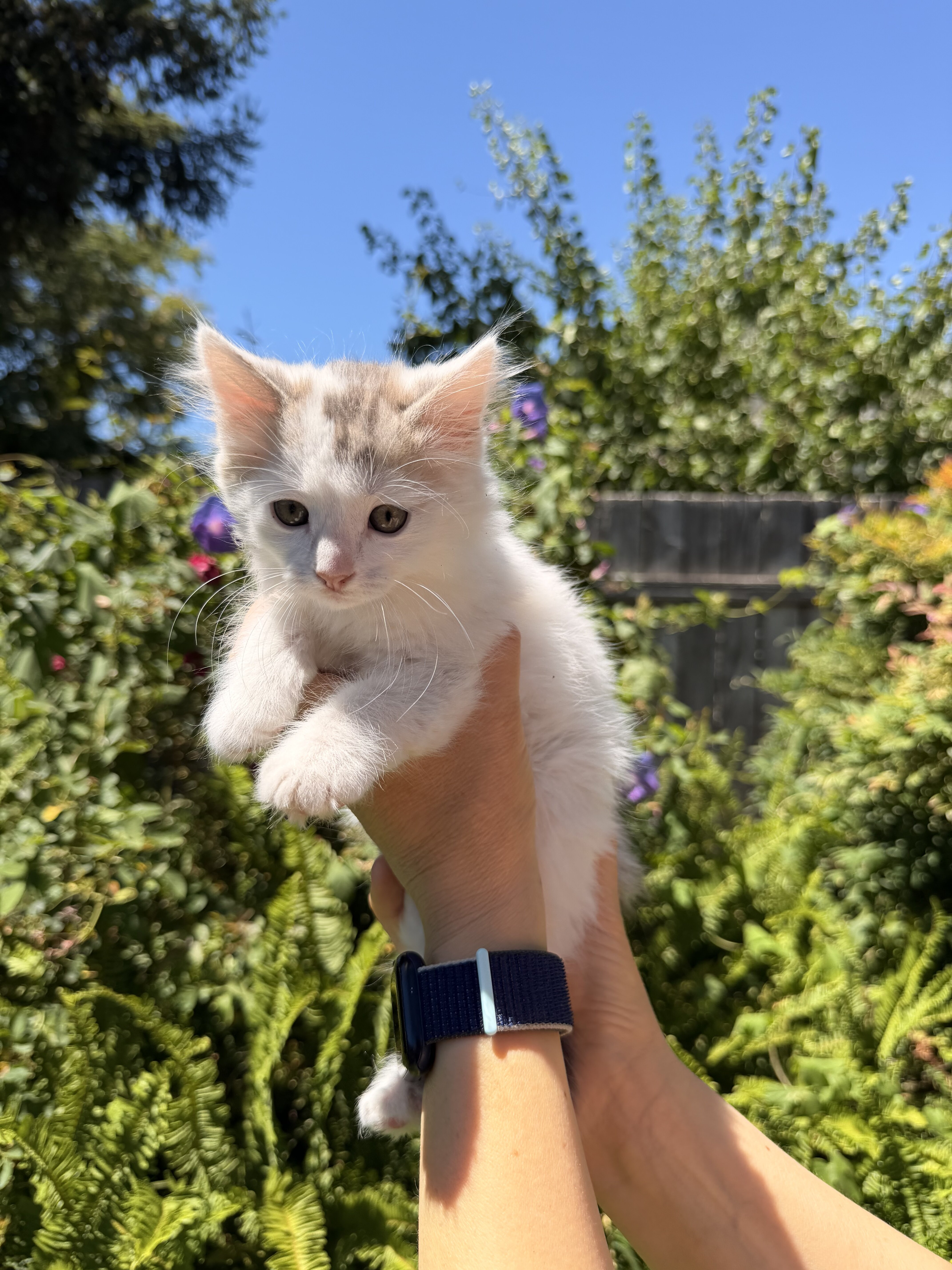 Male kitten image 3