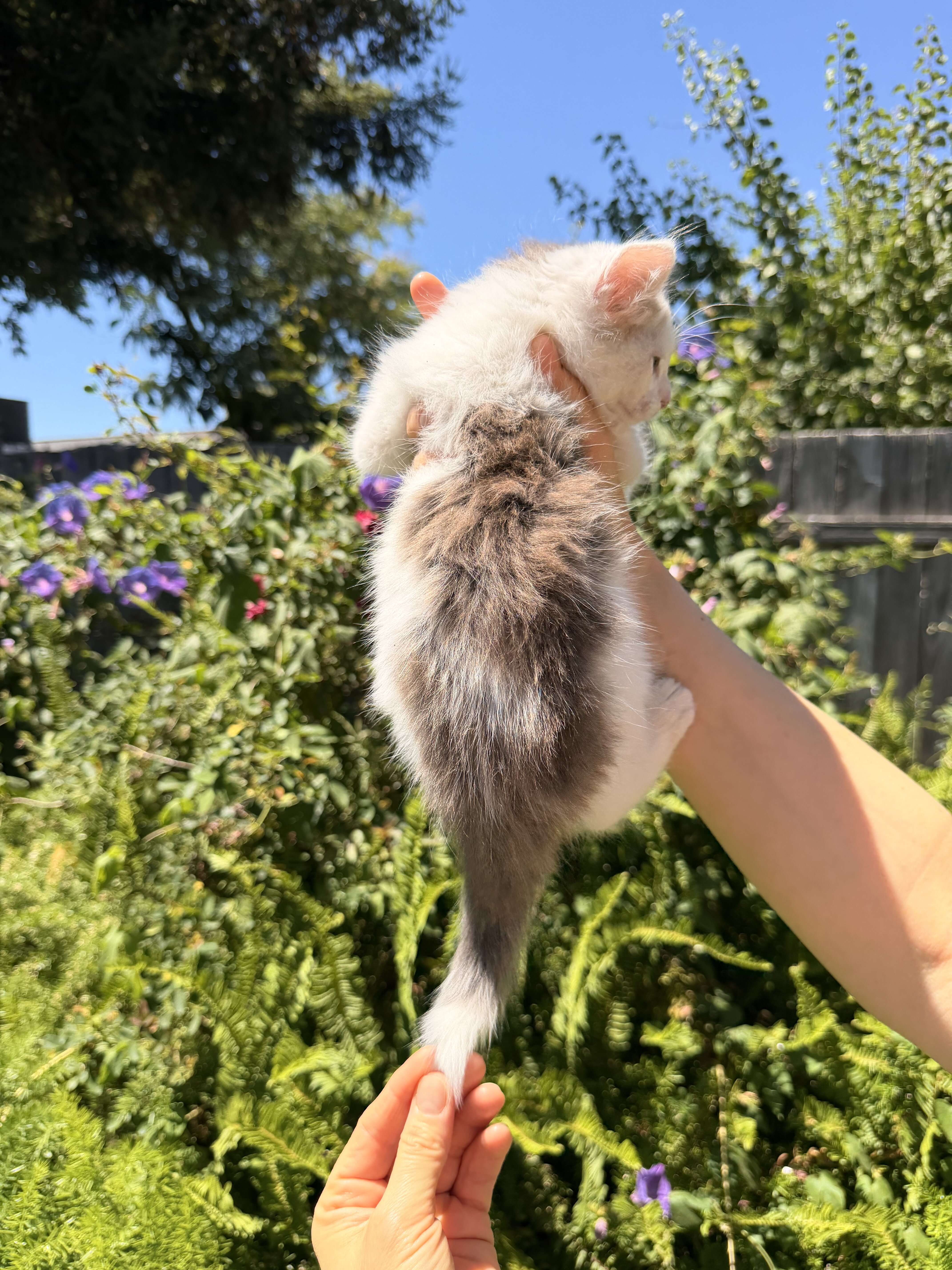 Male kitten image 2