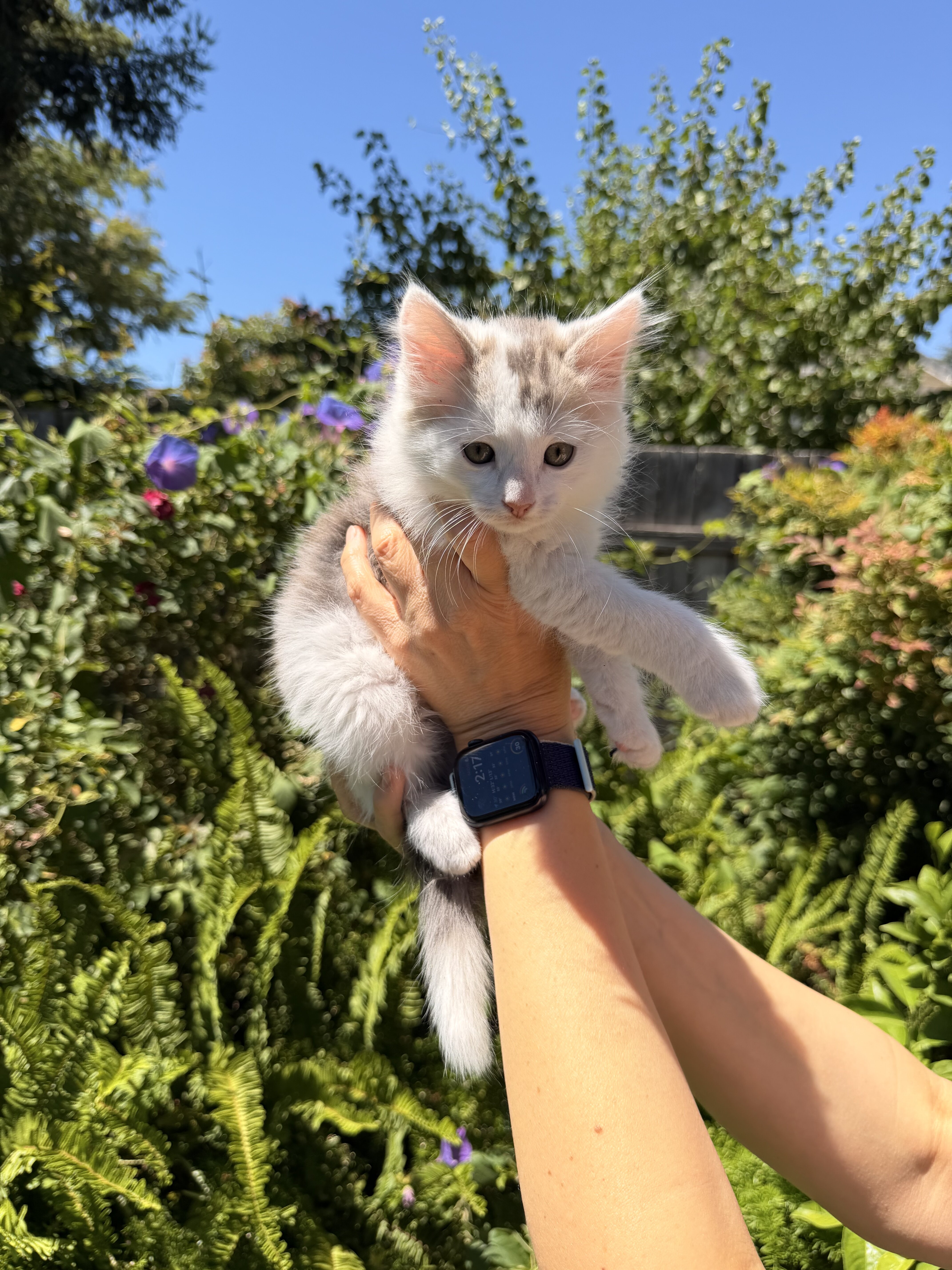 Male kitten image 1