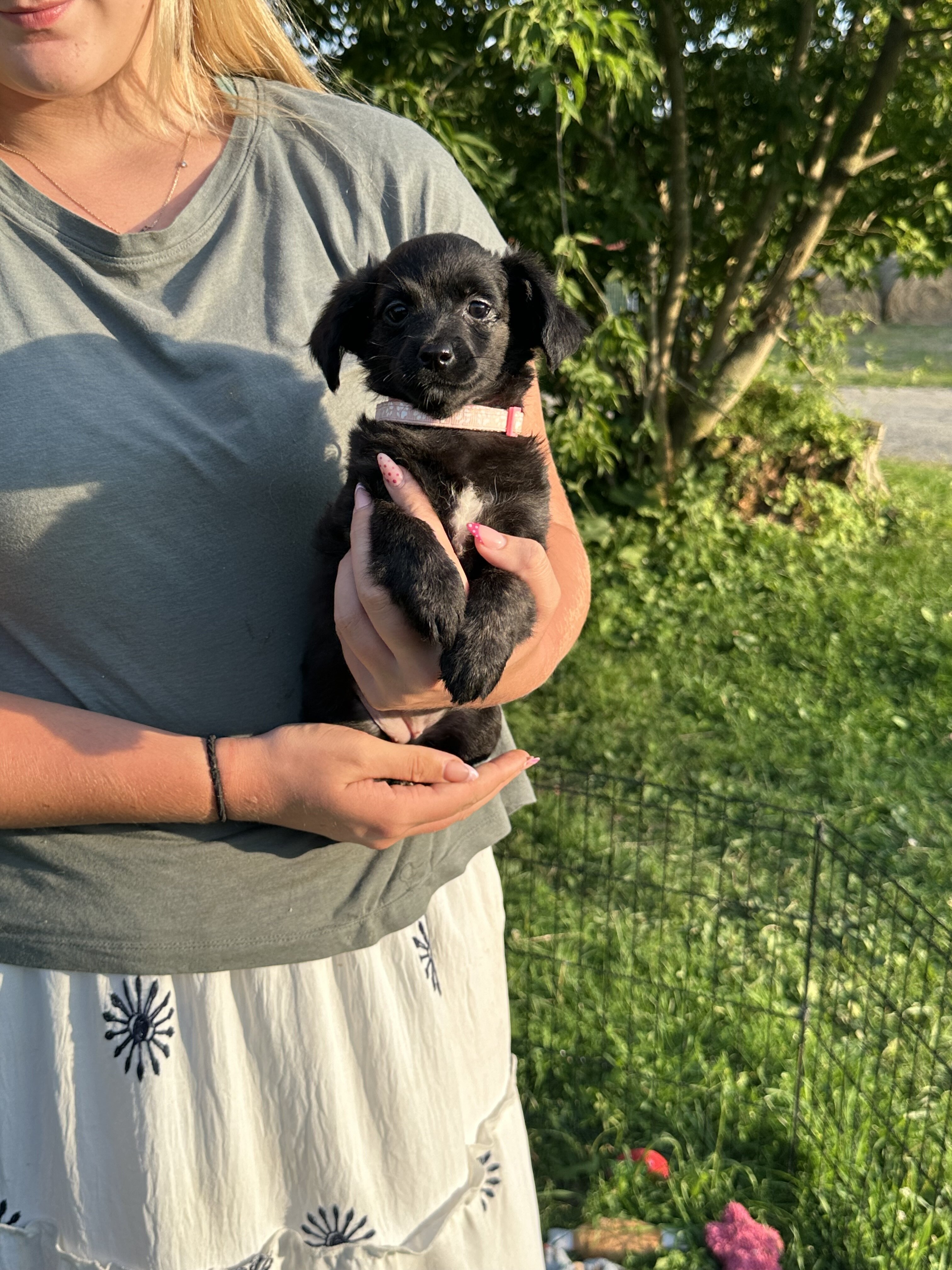 Chiweenie Puppies!!! image 6