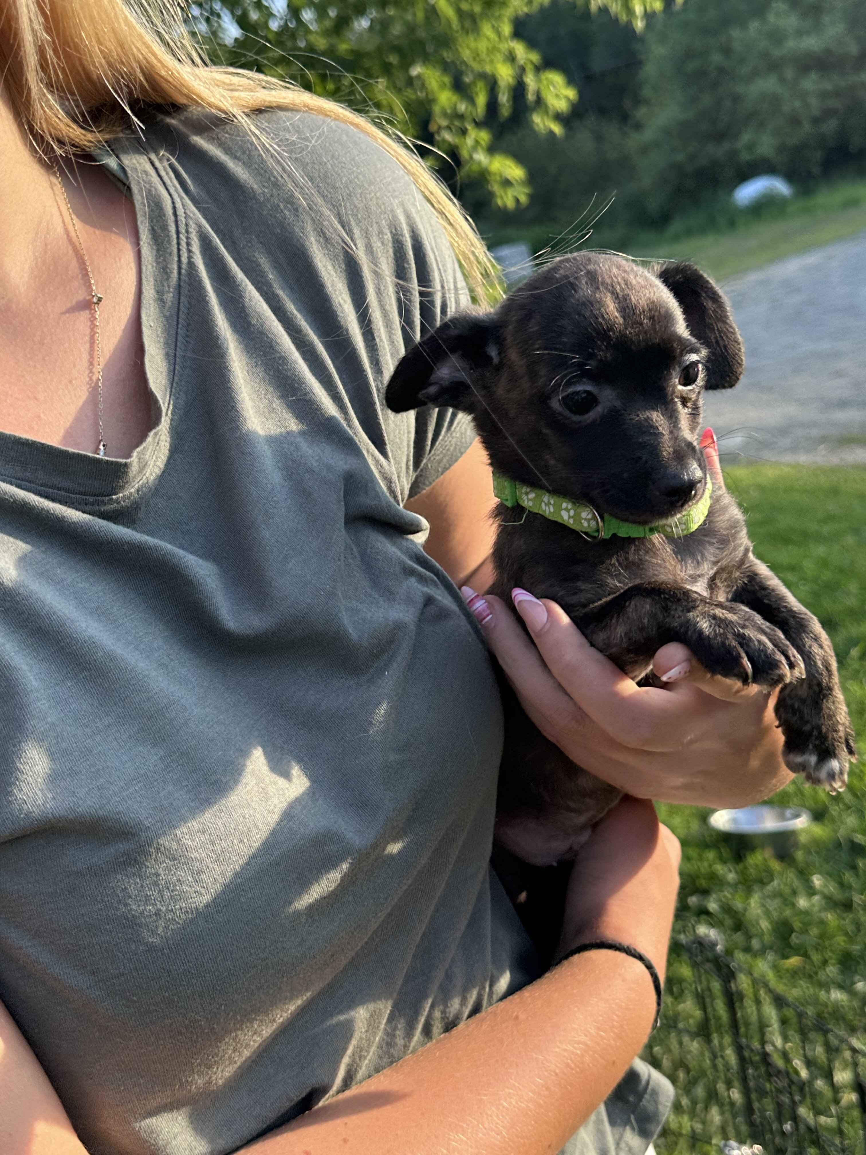 Chiweenie Puppies!!! image 1