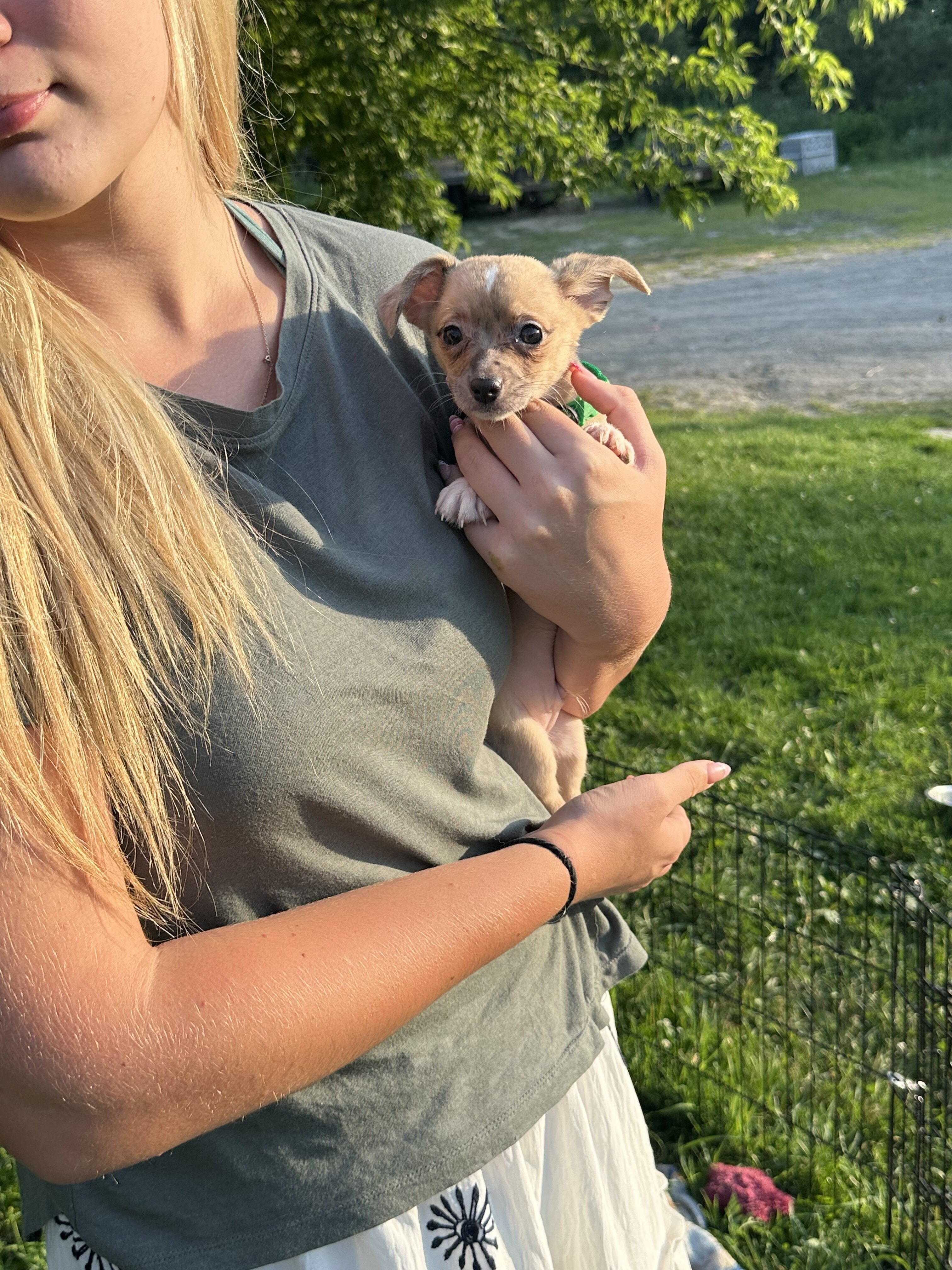 Chiweenie Puppies!!! image 4