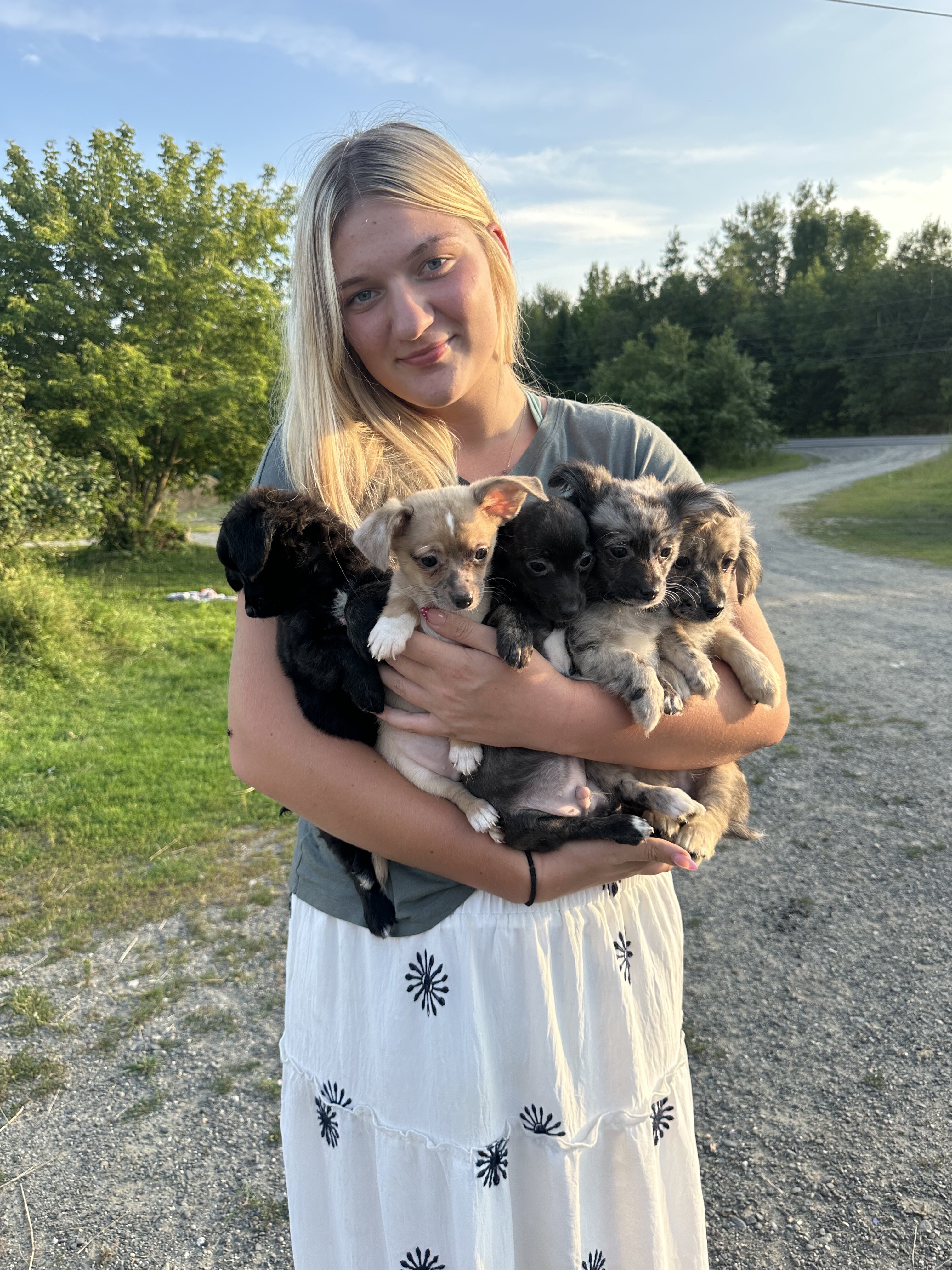 Chiweenie Puppies!!! image 2