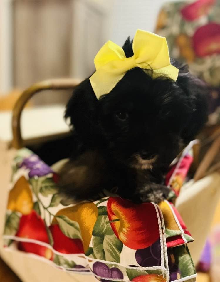 Lhasapoo Puppies image 4