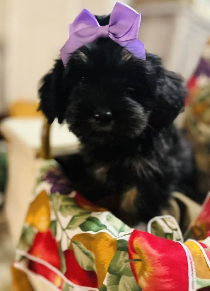 Lhasapoo Puppies image 3