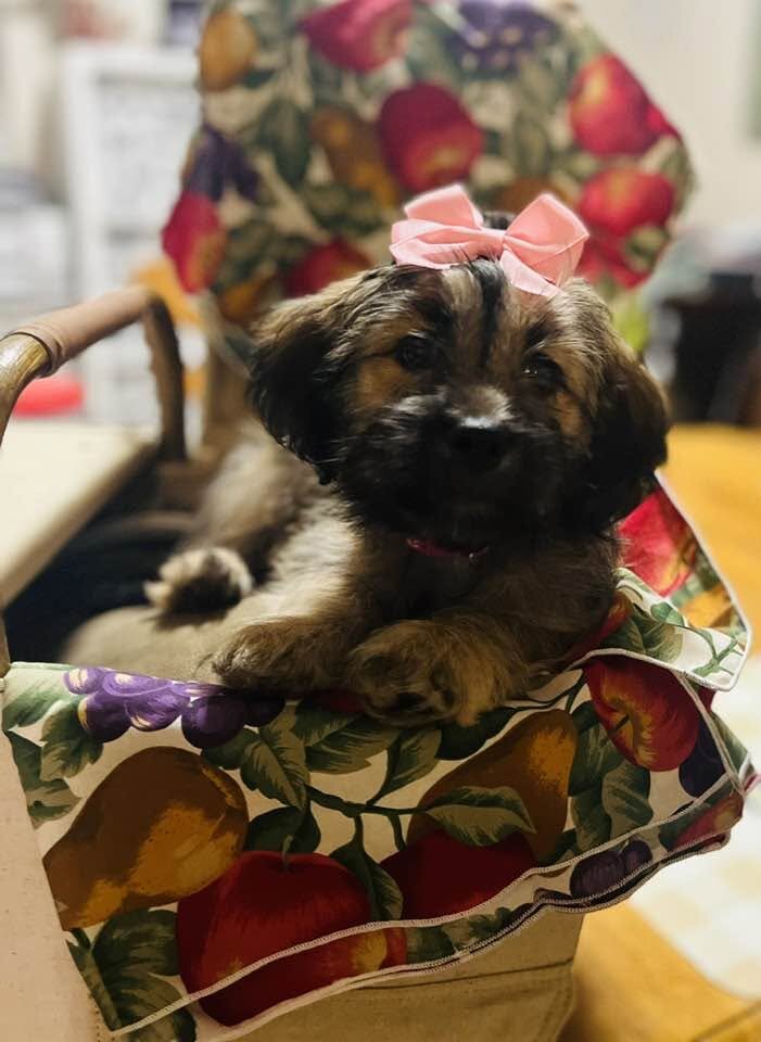 Lhasapoo Puppies image 2