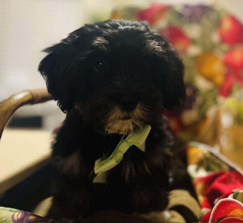 Lhasapoo Puppies image 1