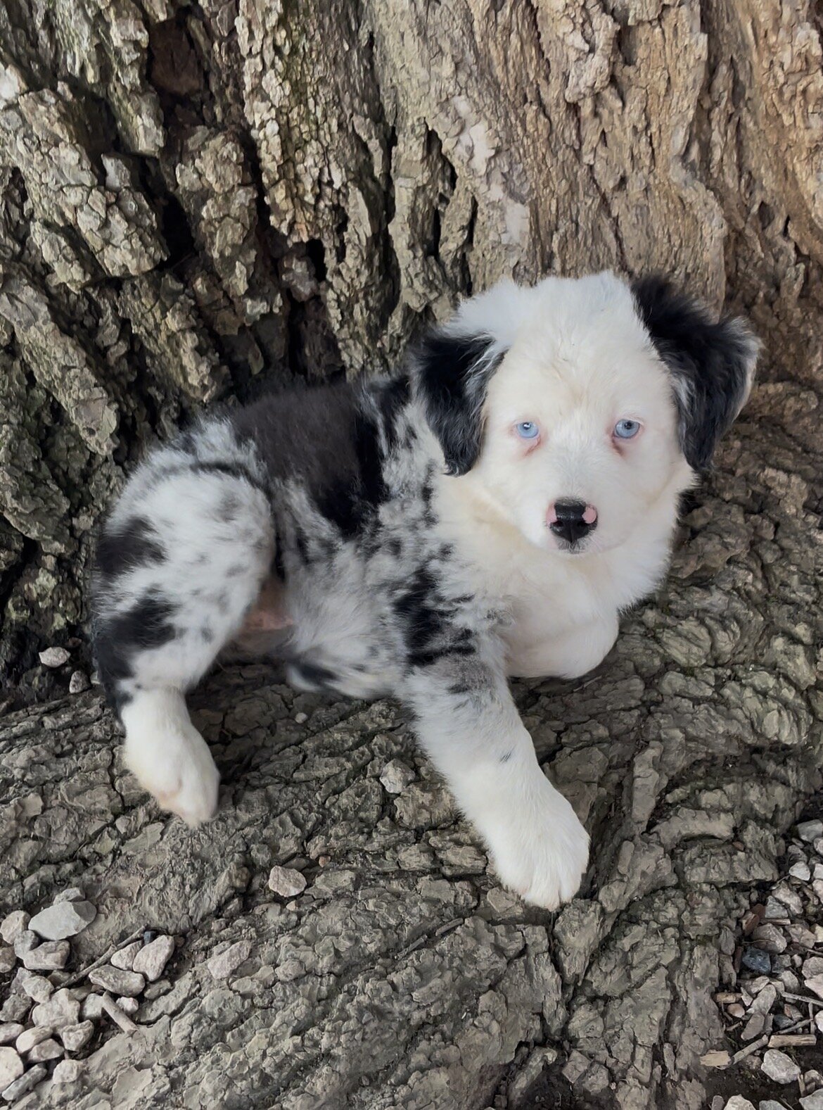 Mini Australian Shepherd image 1
