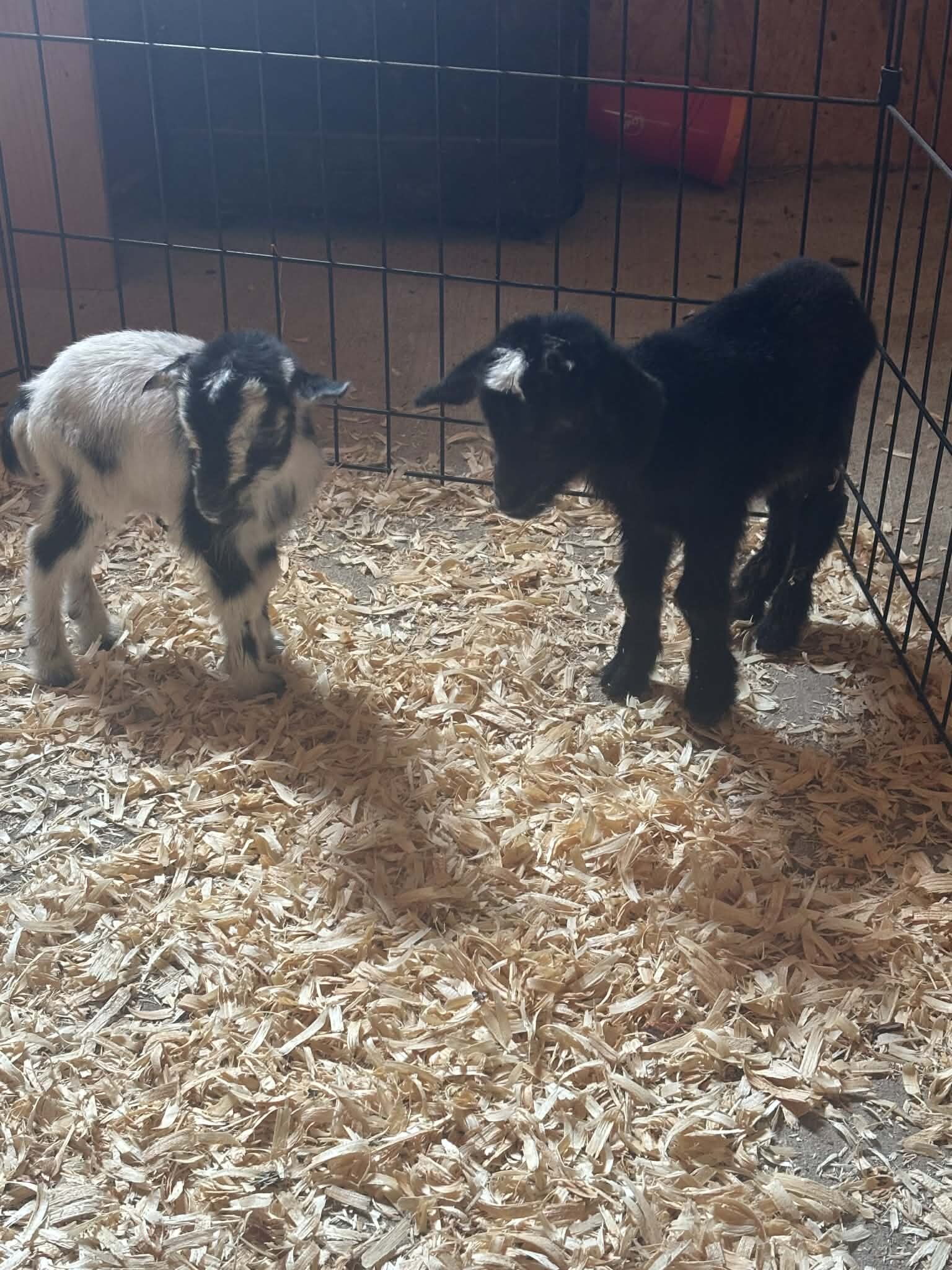 miniature goats image 1