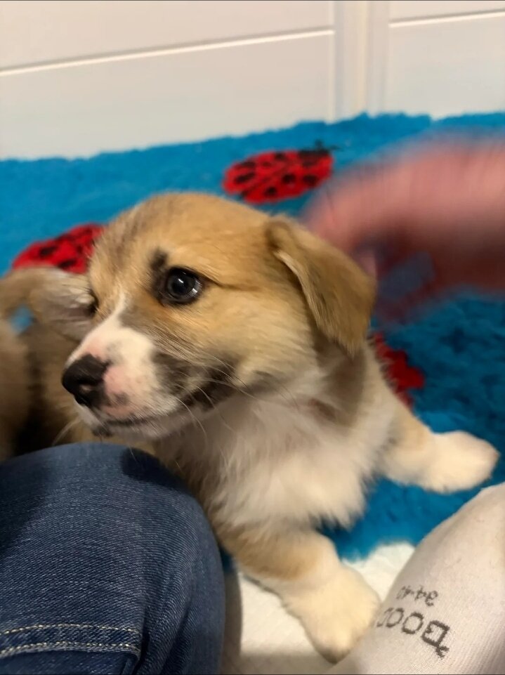 Corgi girl image 3