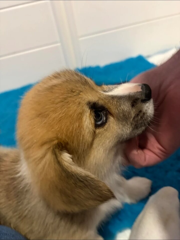 Corgi girl image 2