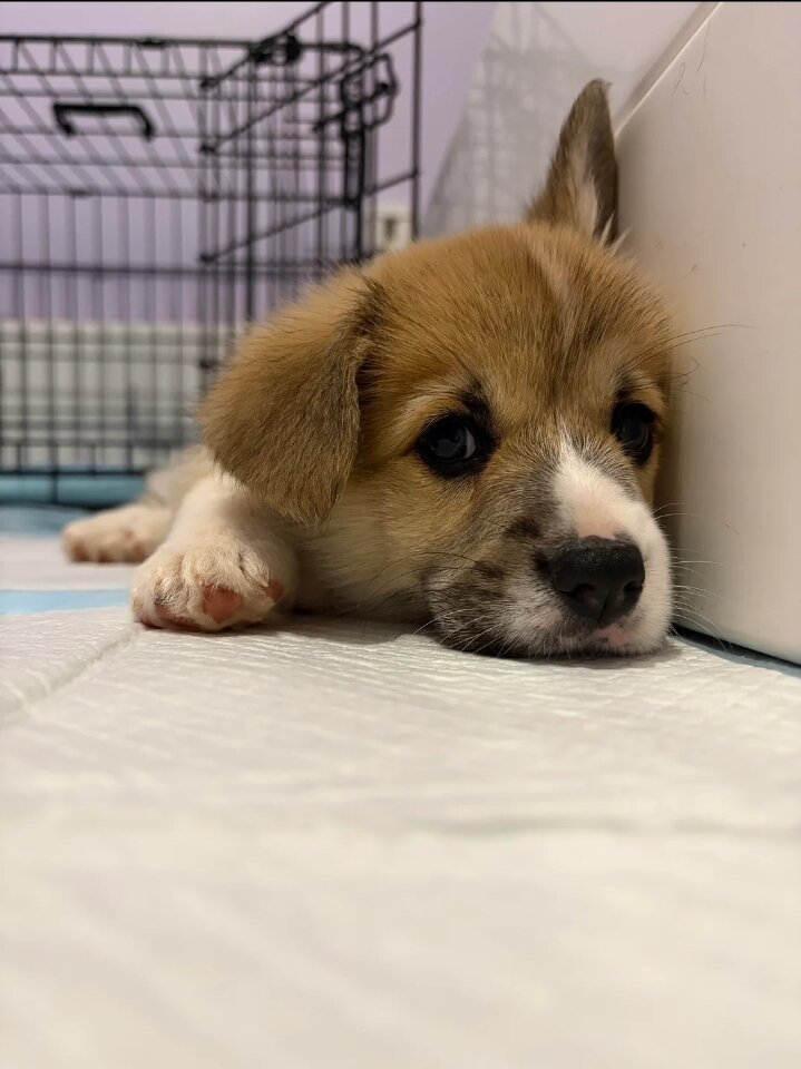 Corgi girl image 1