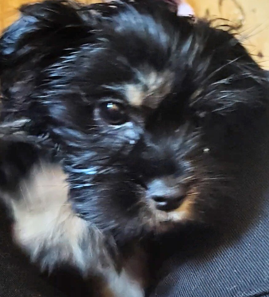 CHORKIE image 2