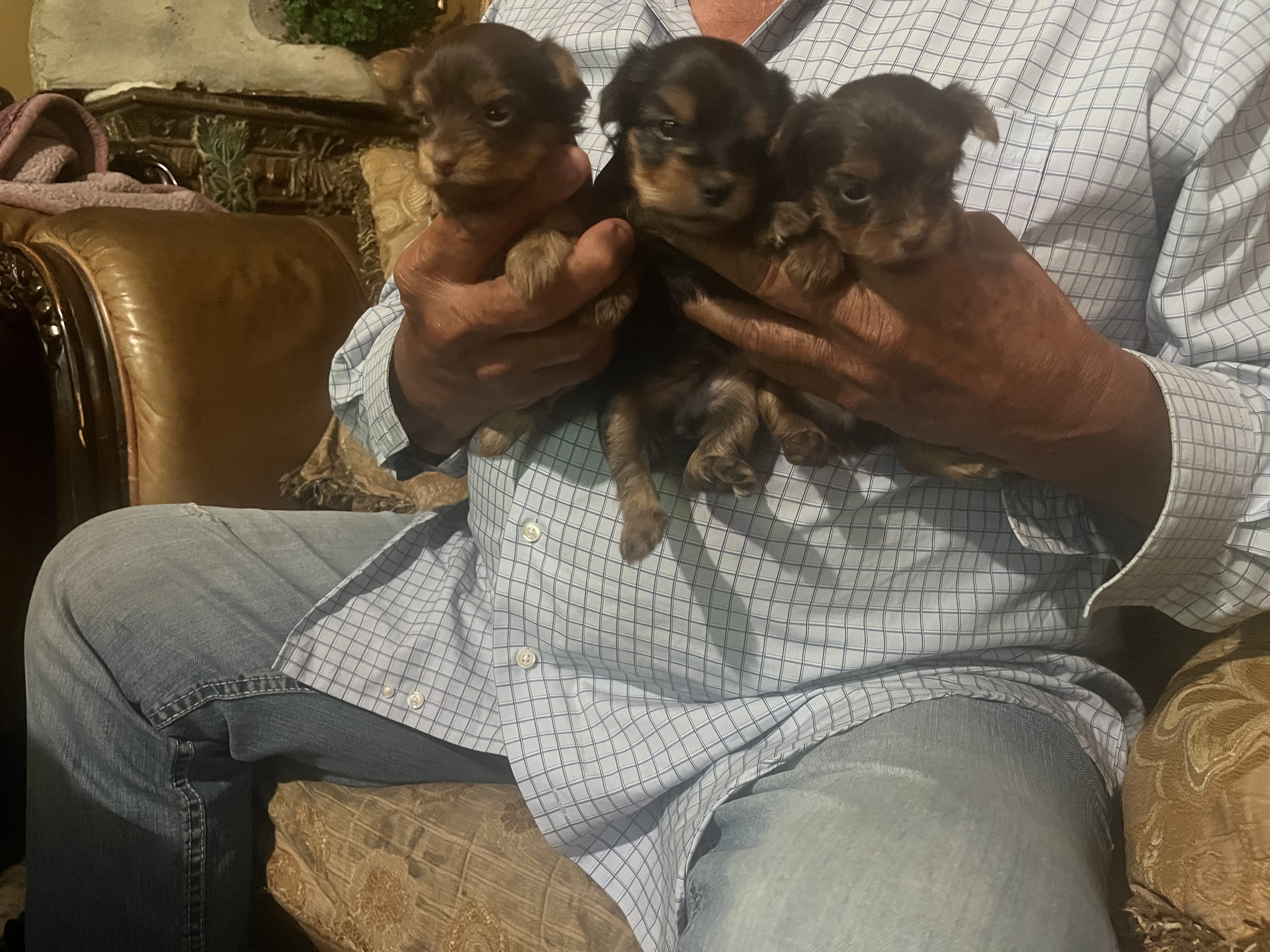 Yorkies image 3