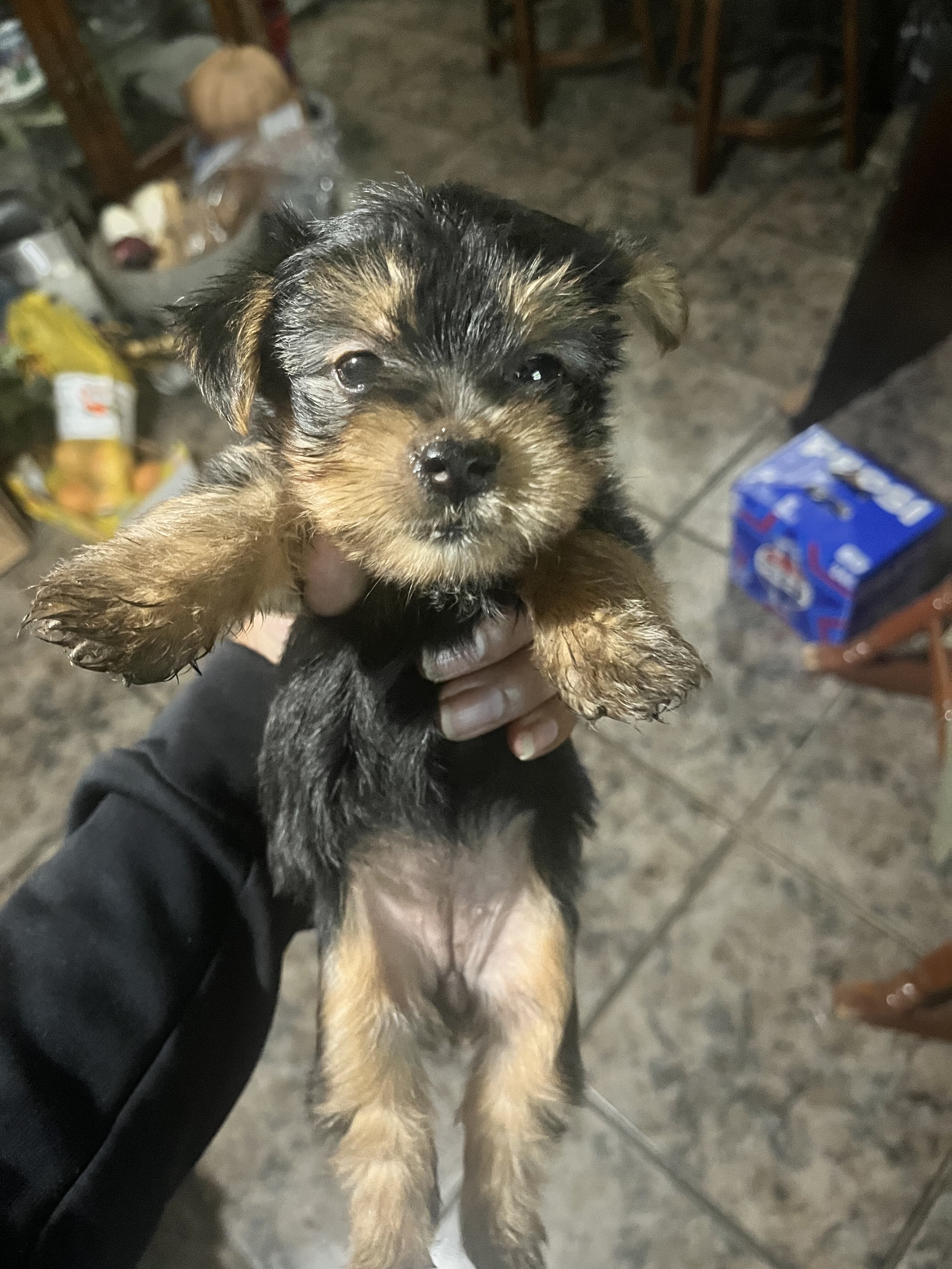 Yorkies image 1