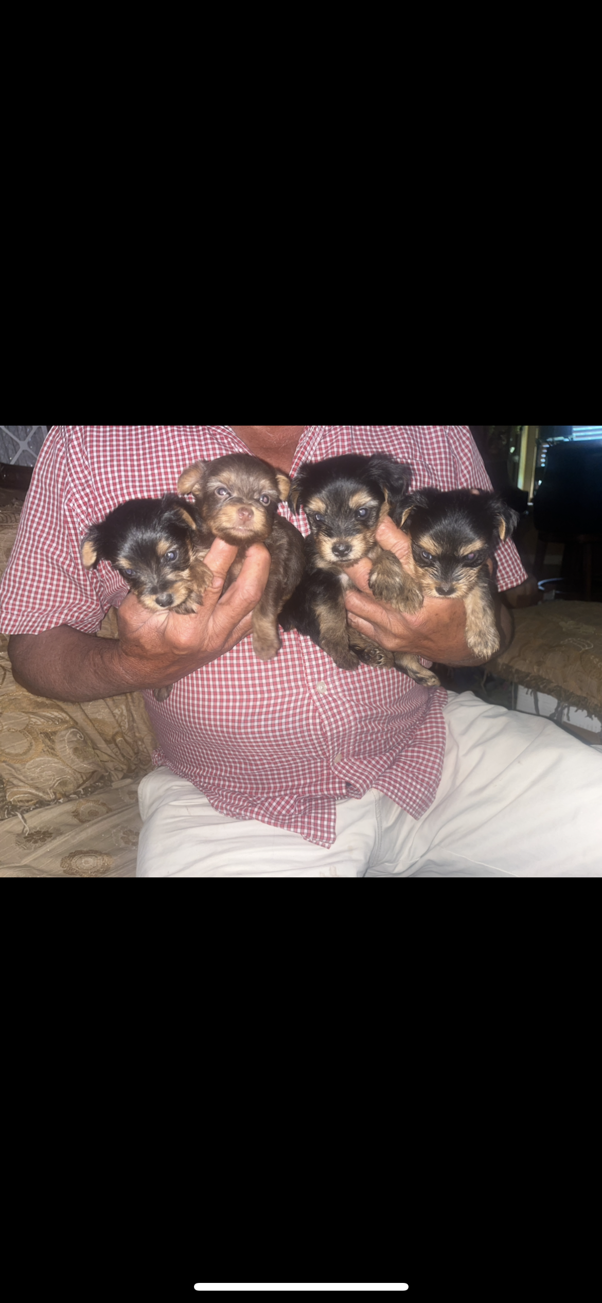 Yorkies image 2