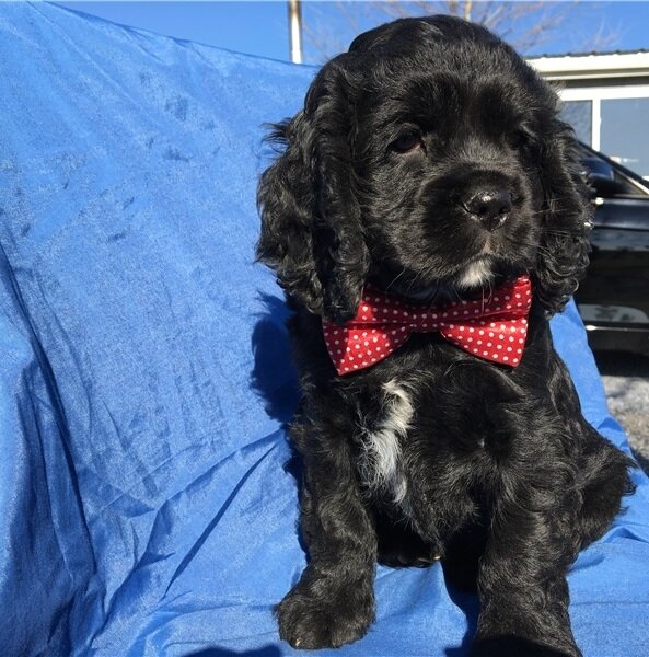 Stunning Cocker Spaniel Puppies Available image 1