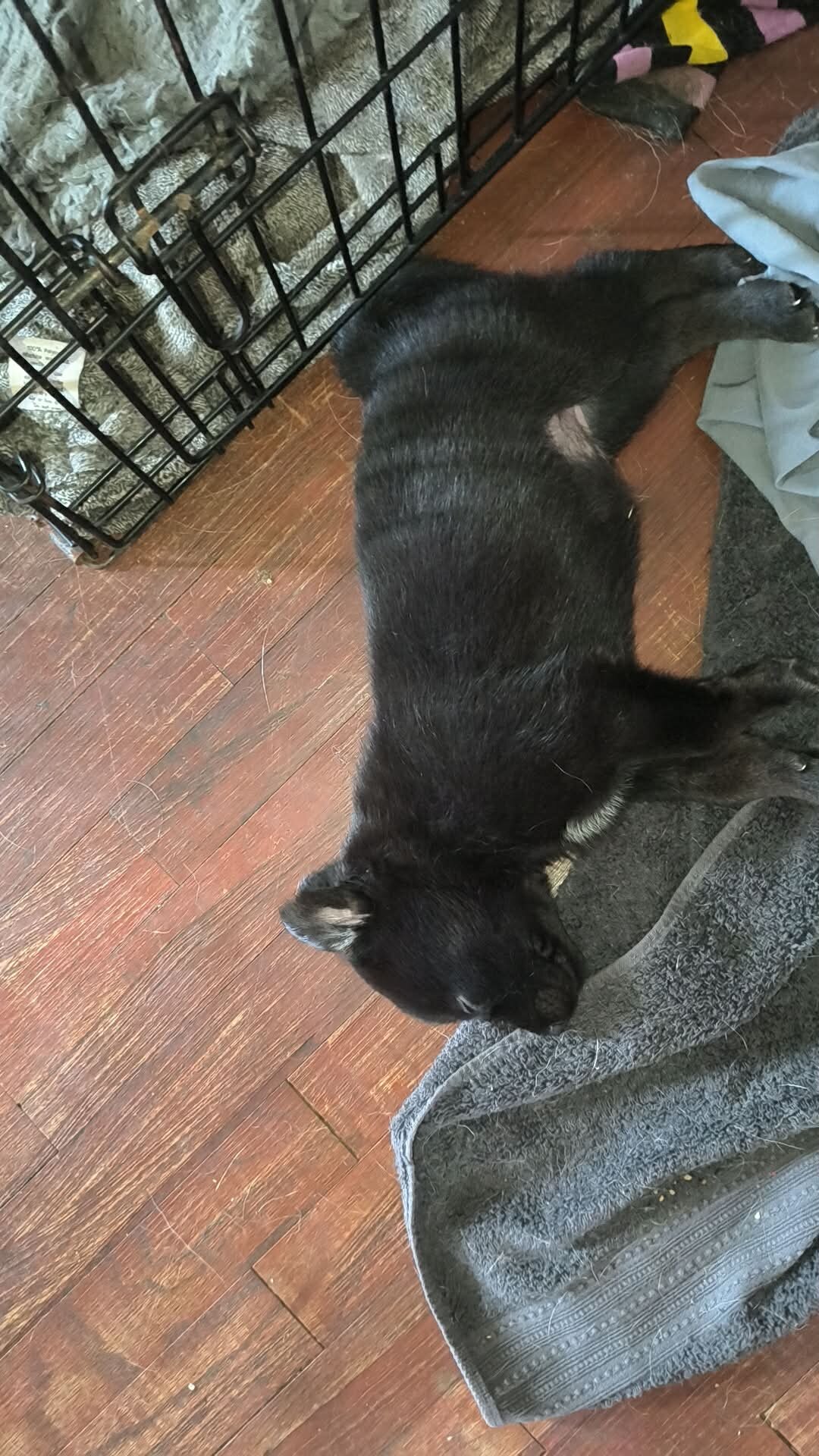 German shepherd puppies image 5