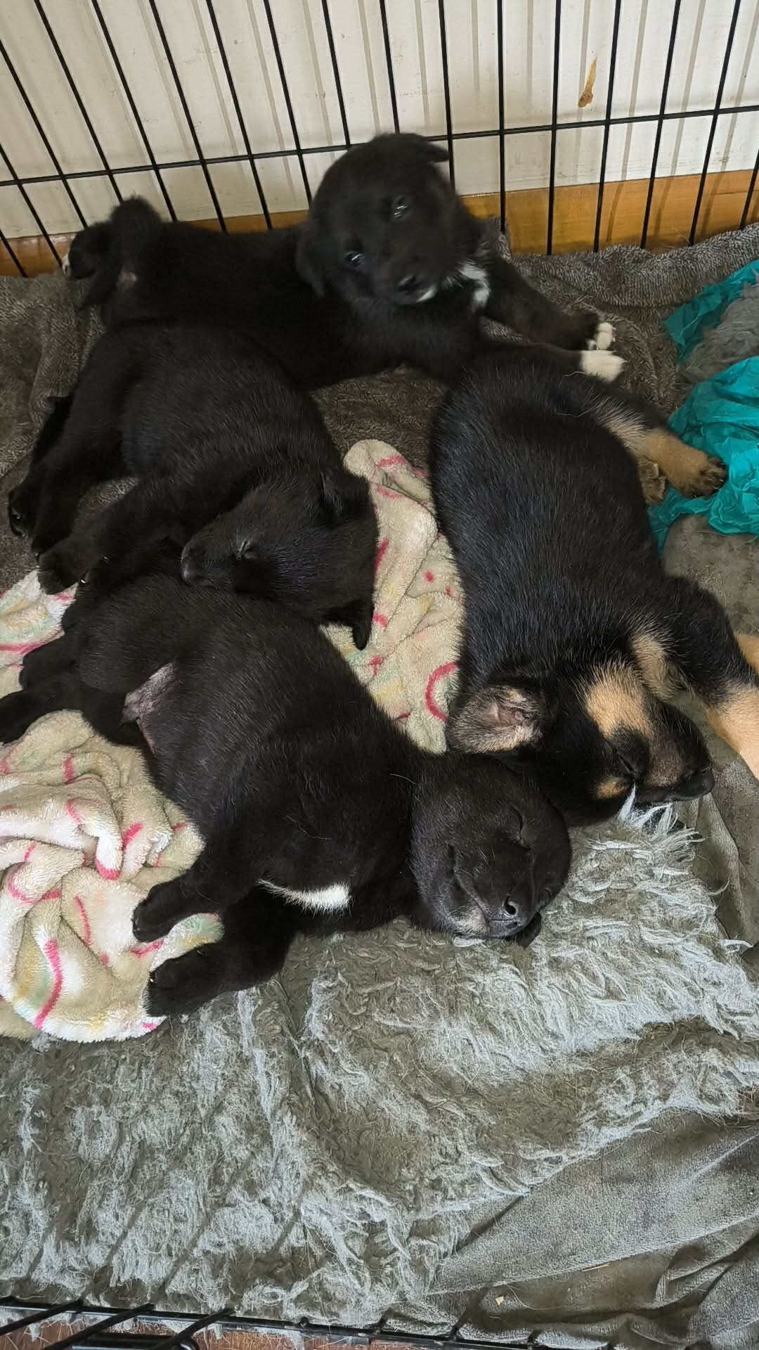 German shepherd puppies image 8
