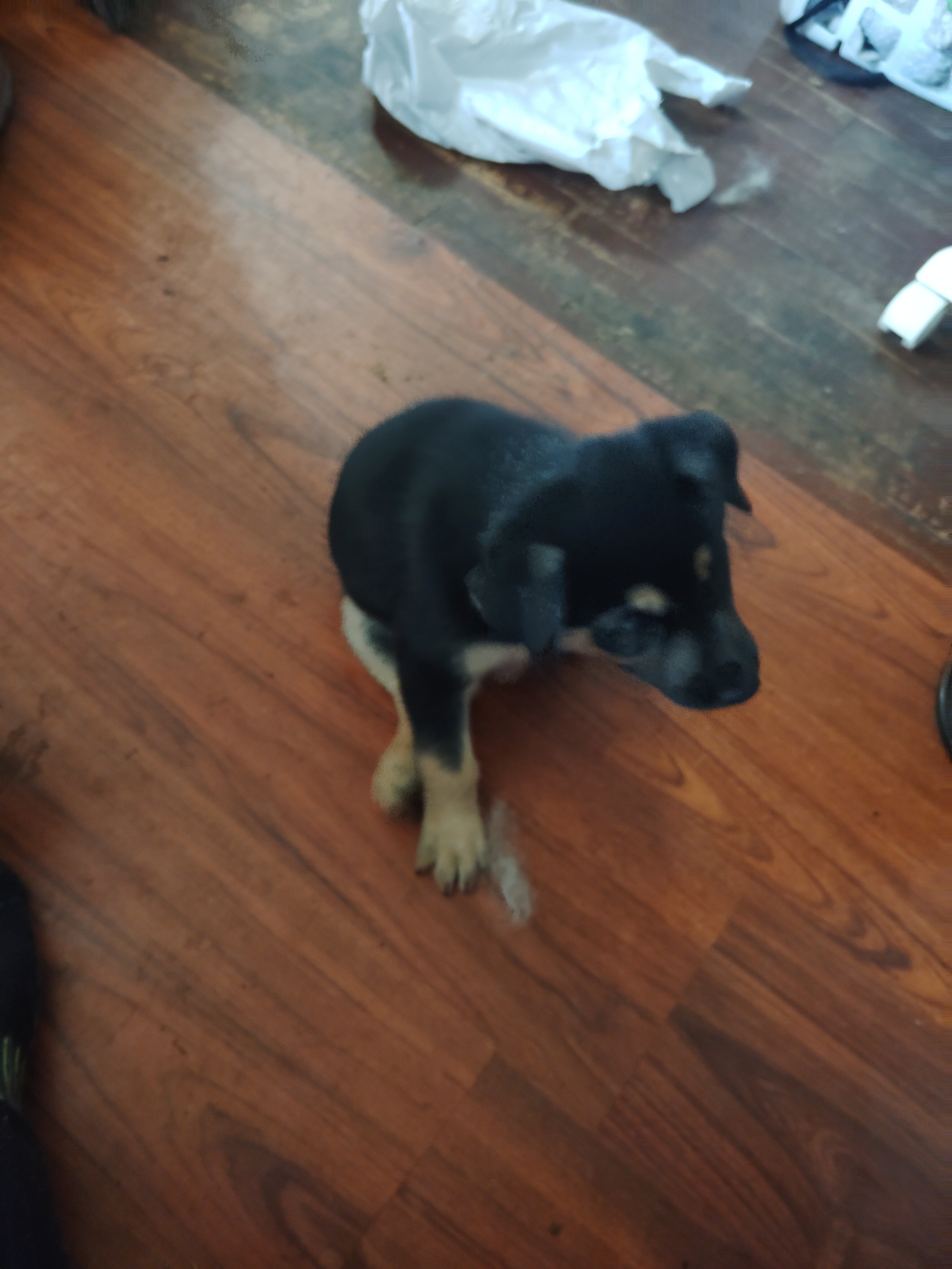 German shepherd puppies image 6