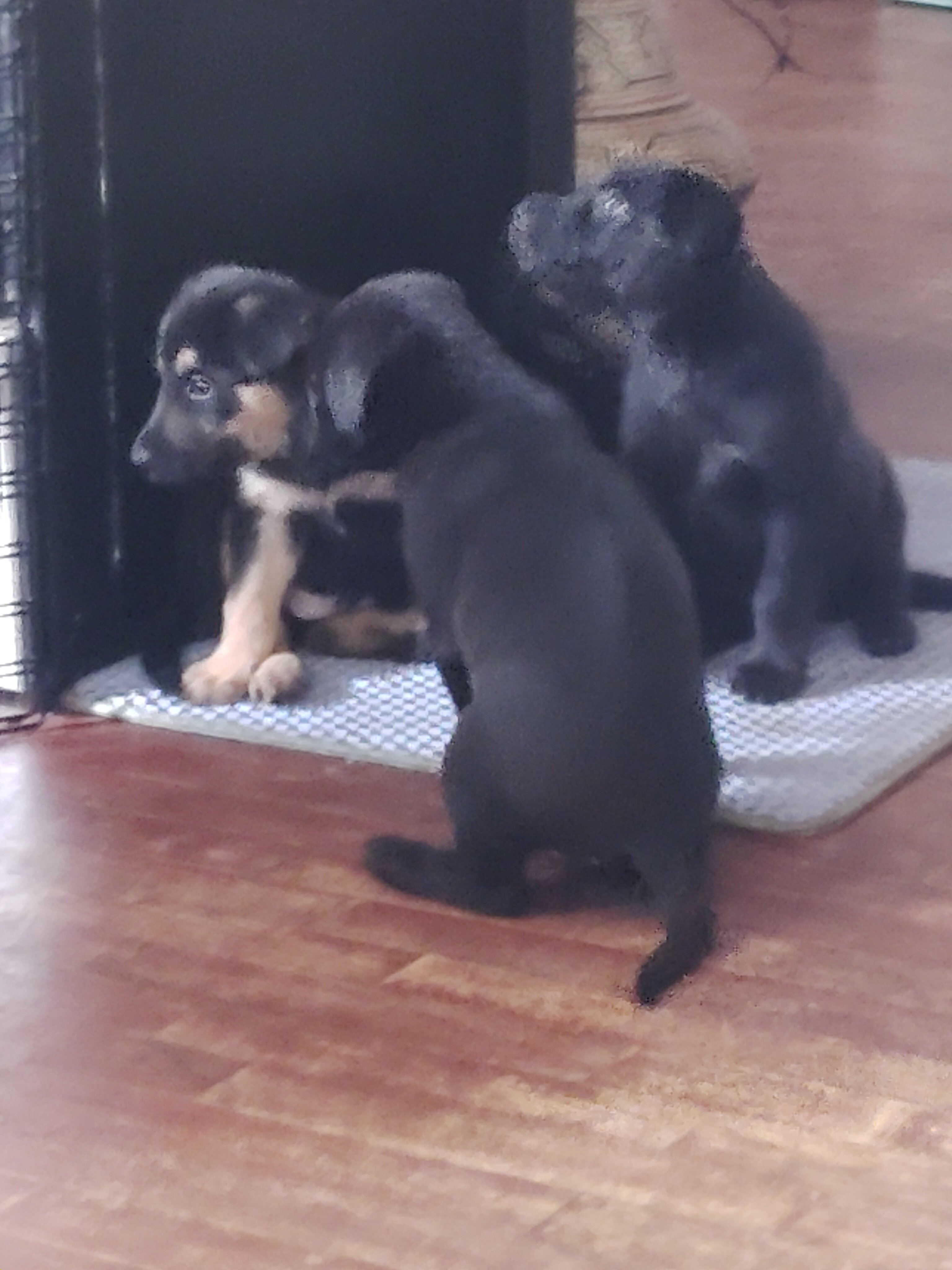 German shepherd puppies image 3