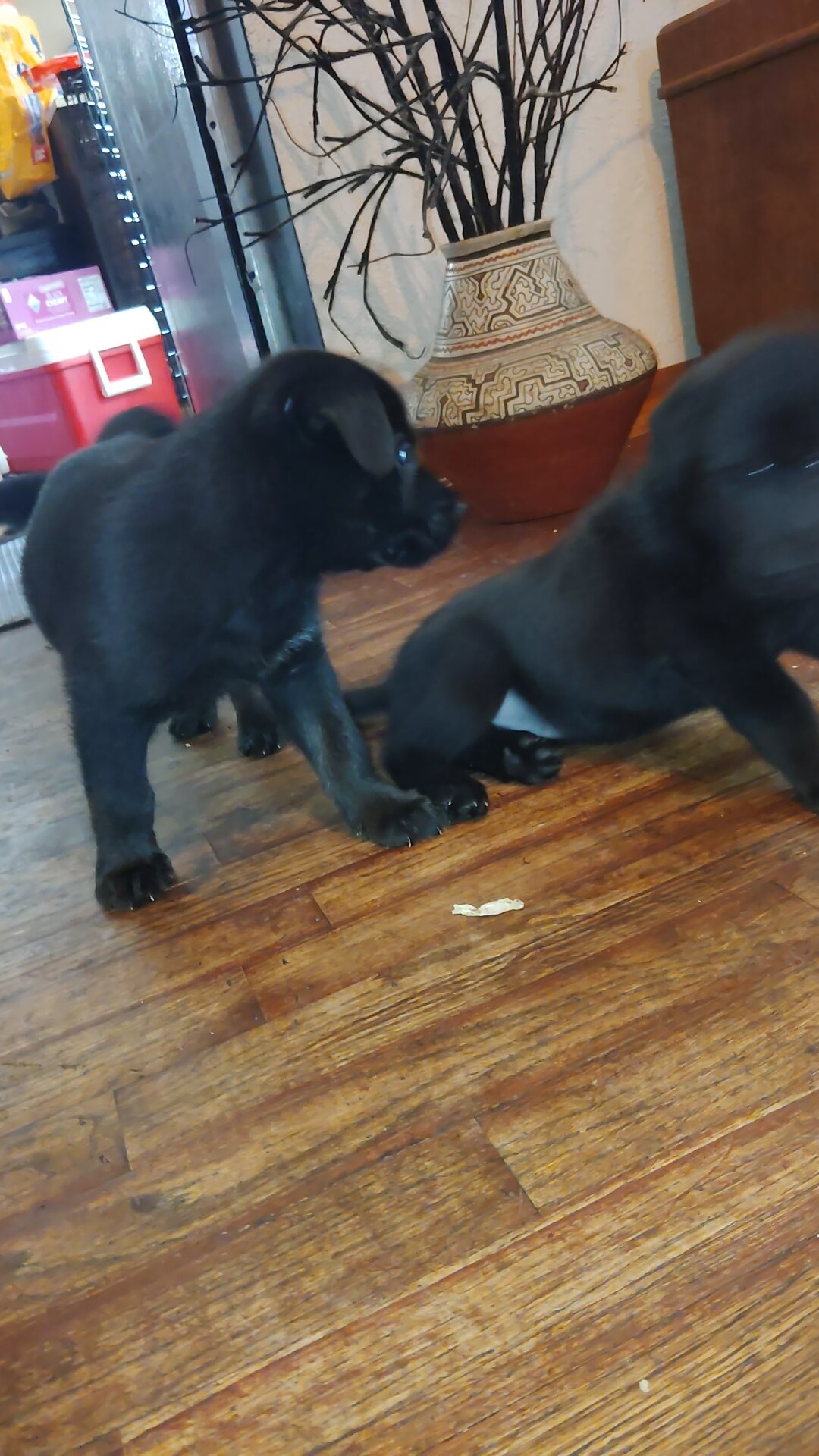 German shepherd puppies image 7