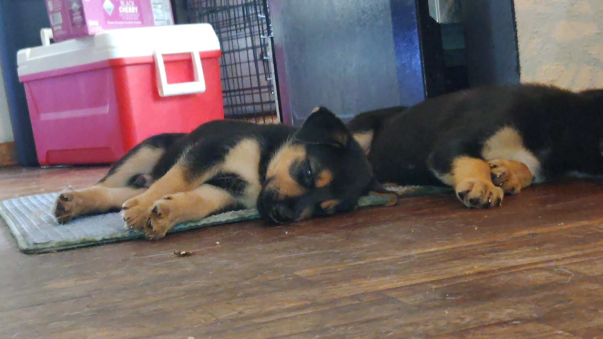 German shepherd puppies image 9