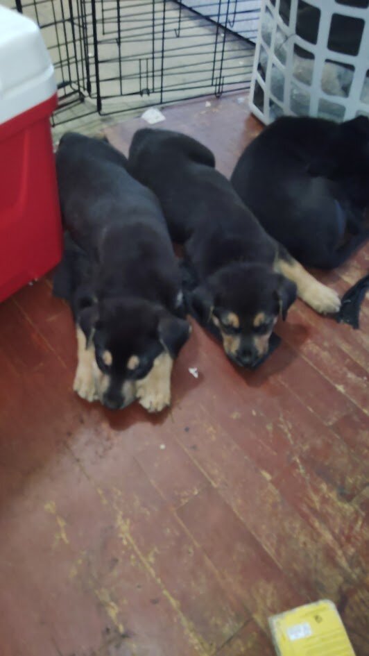 German shepherd puppies image 2