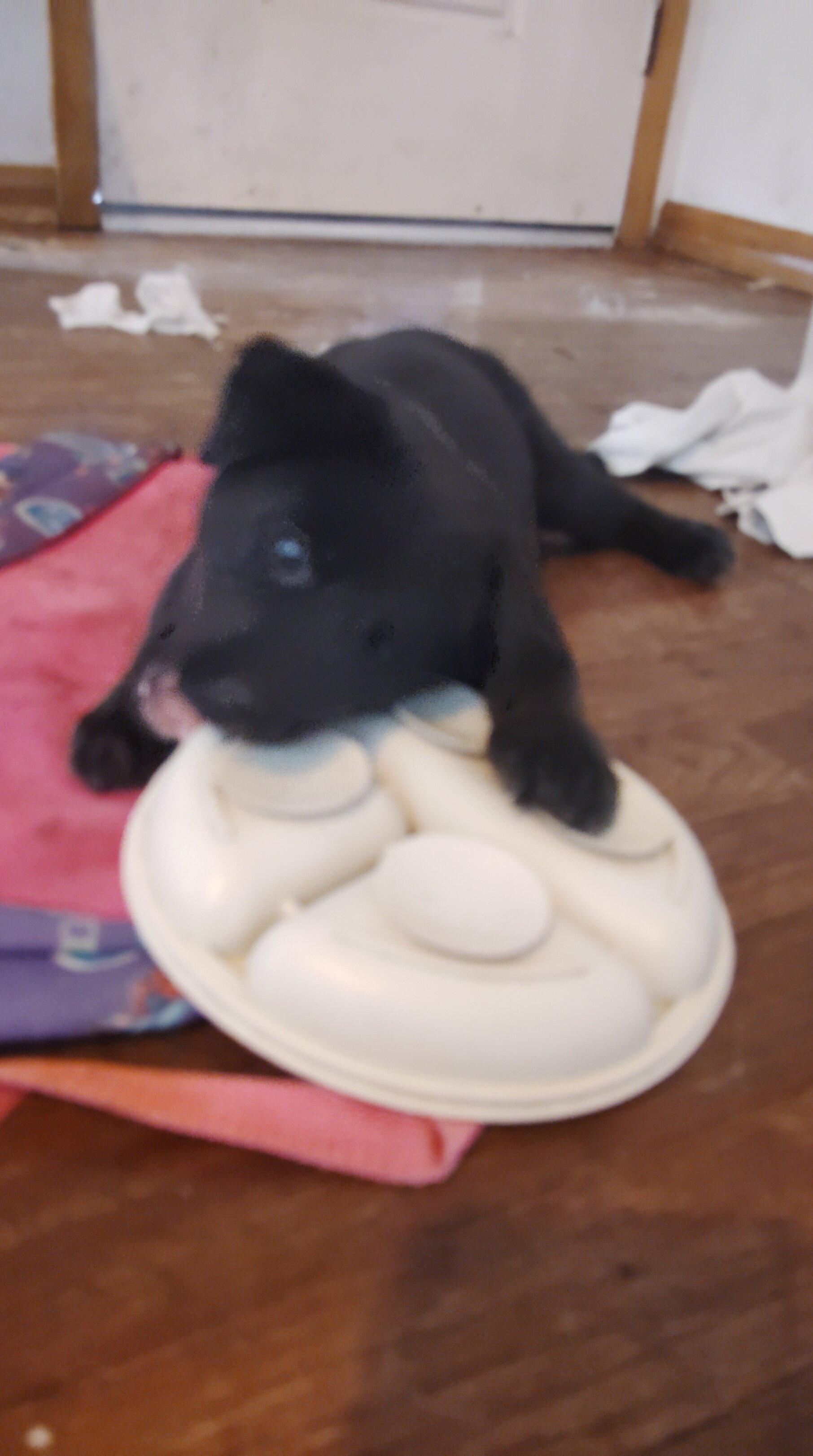 German shepherd puppies image 4