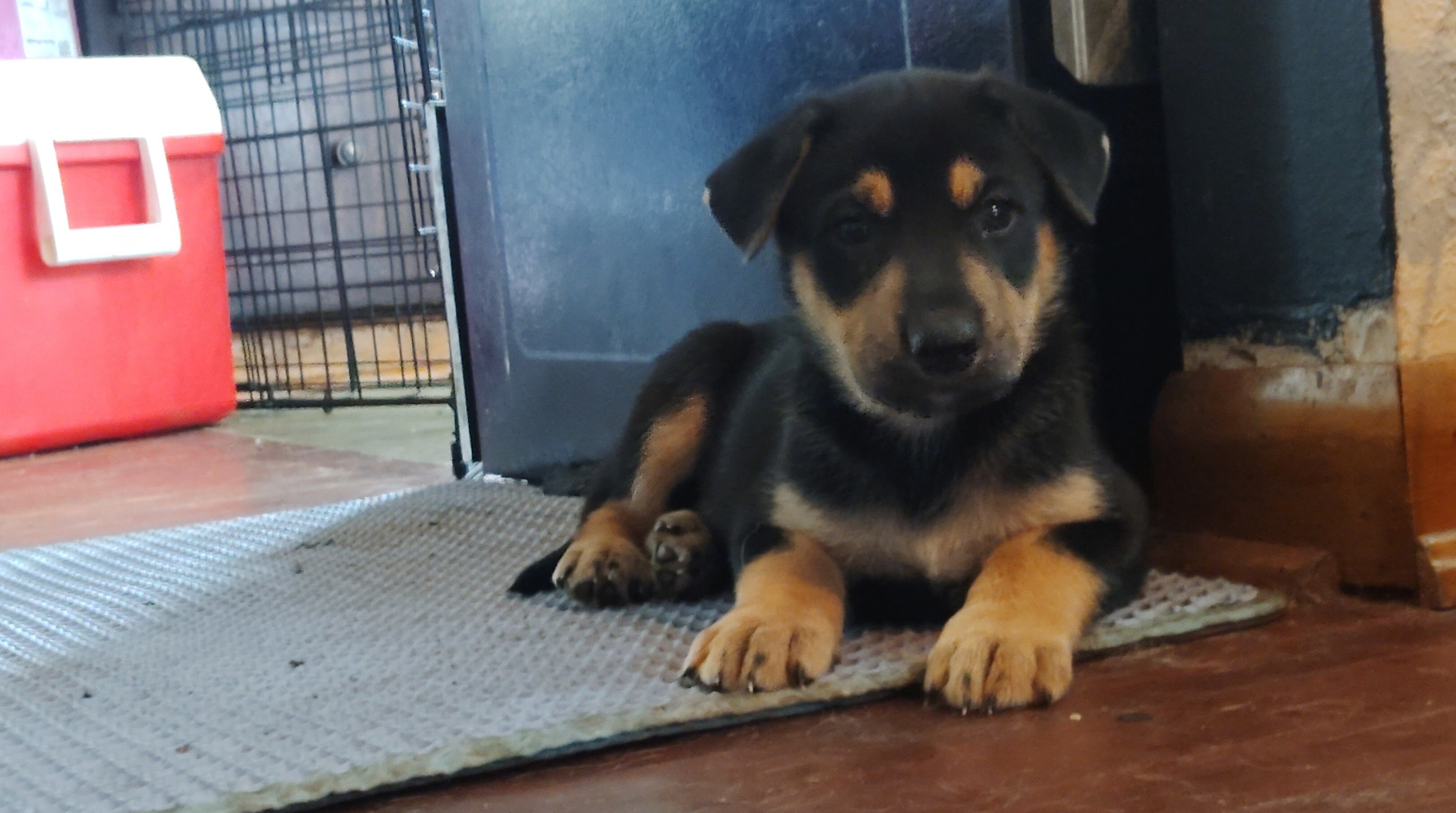 German shepherd puppies image 1