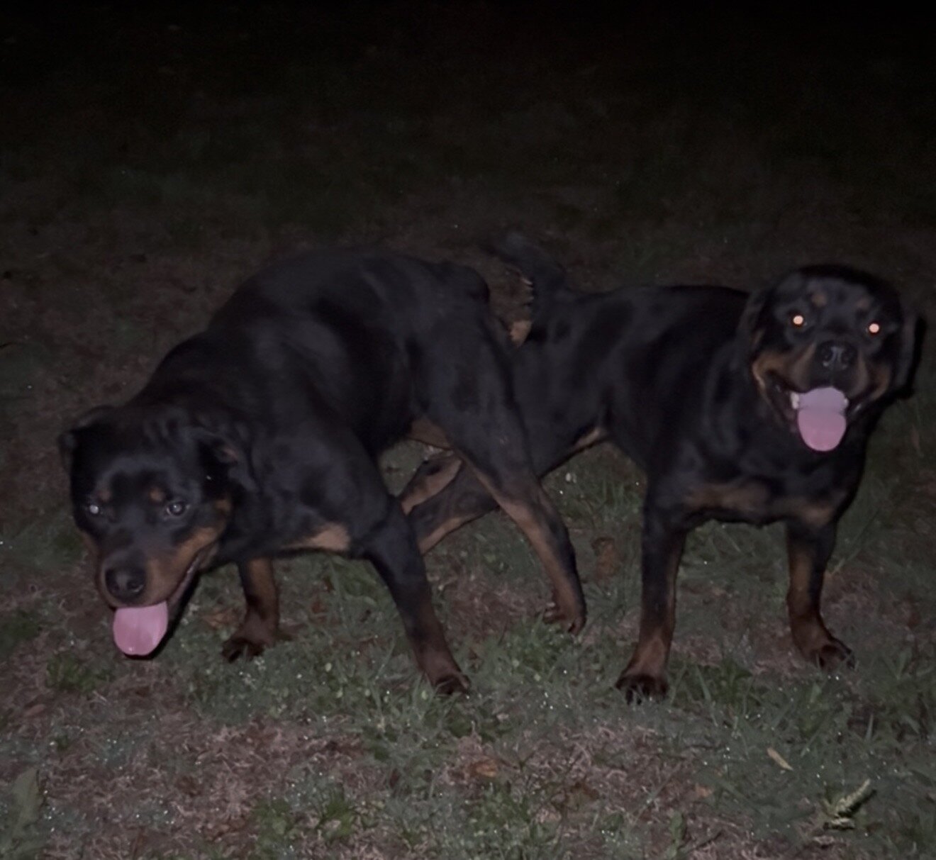 Rottweiler puppies! image 1