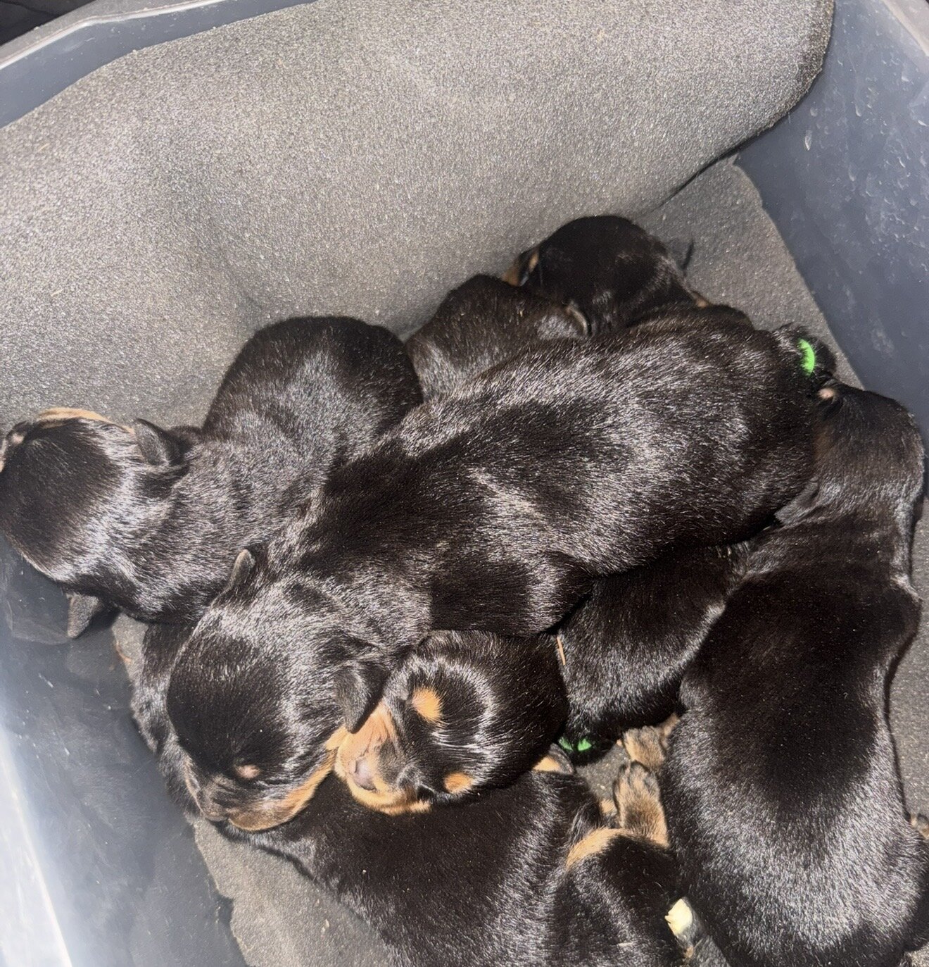 Rottweiler puppies! image 2