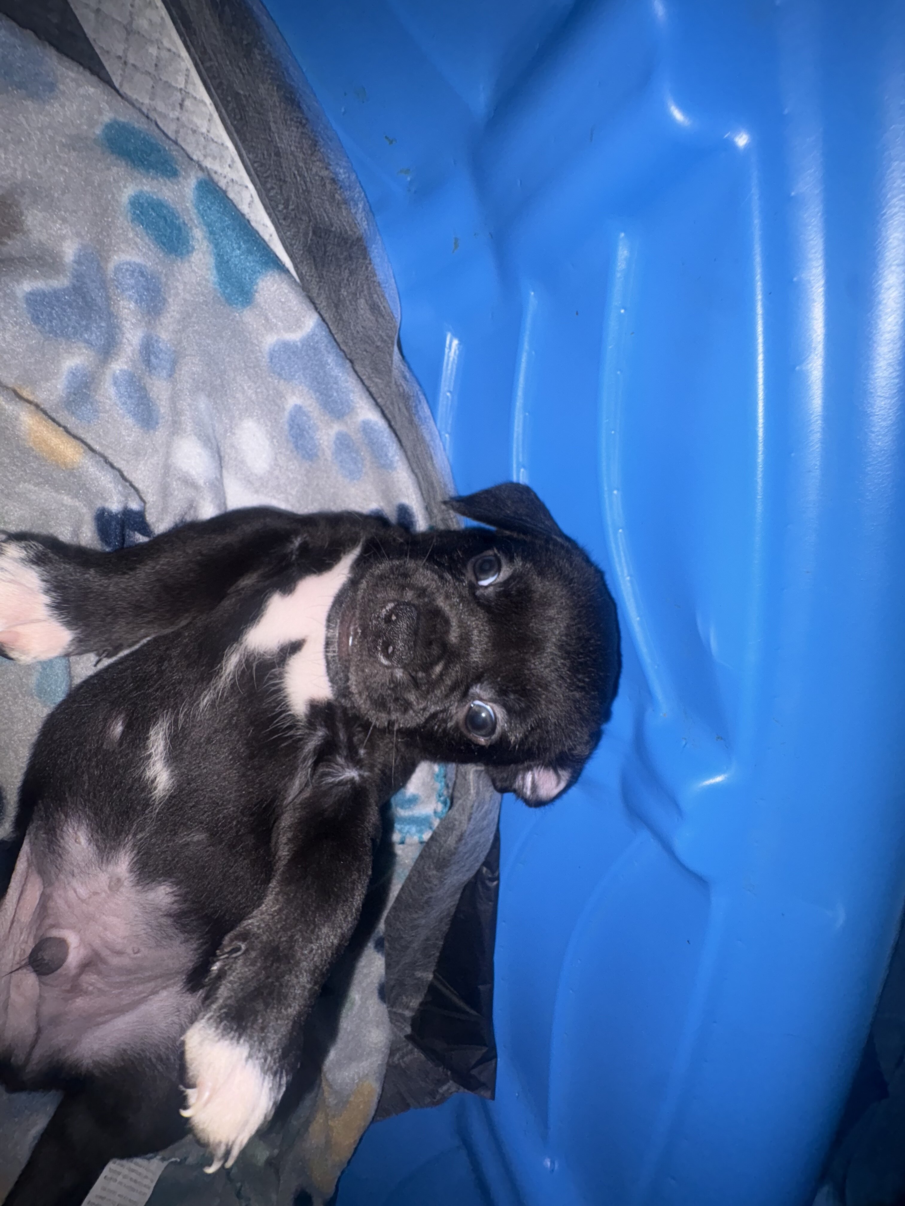Pit Bull × Pekingese Mix, Coal 🪨 image 4