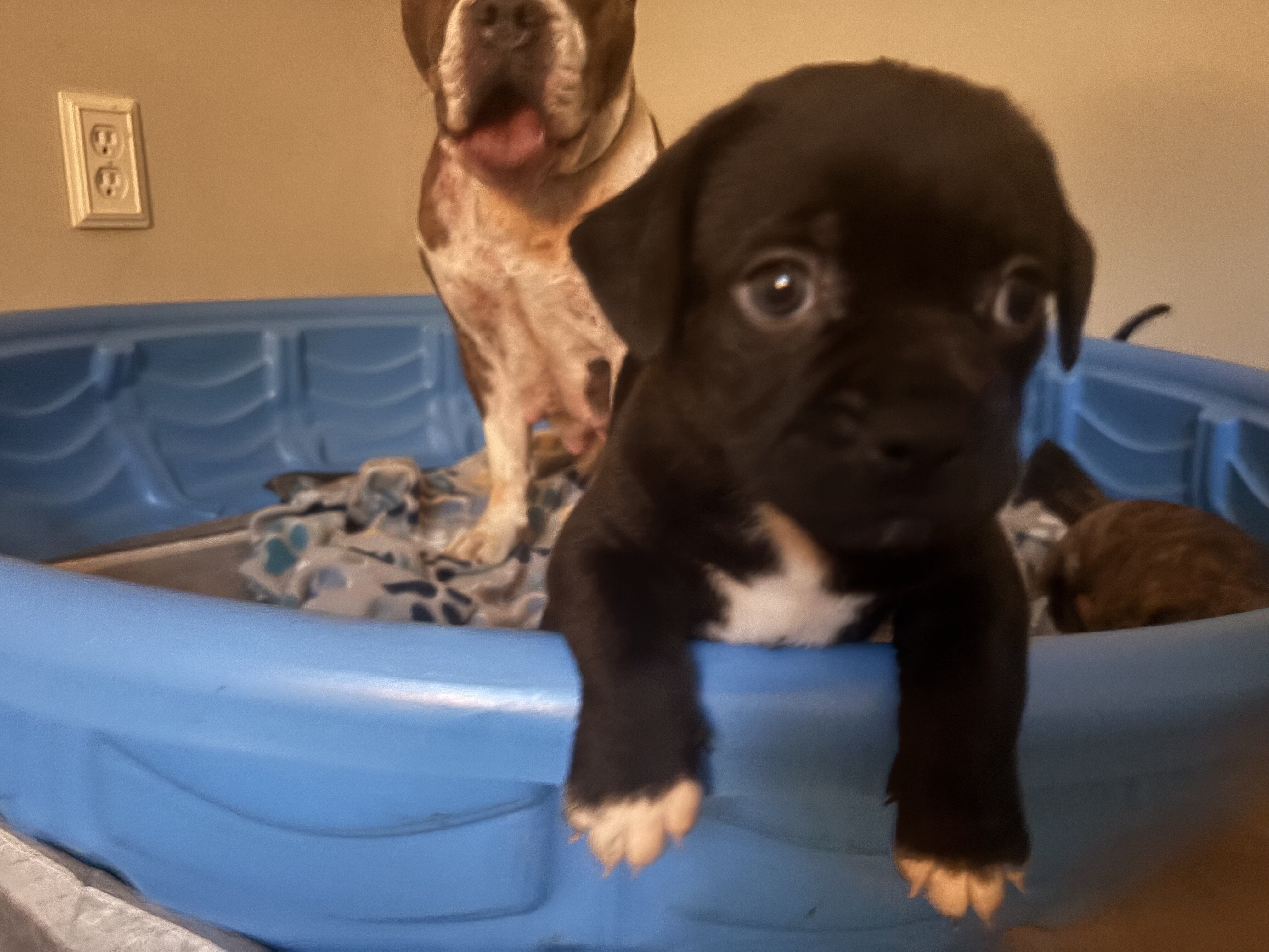 Pit Bull × Pekingese Mix, Coal 🪨 image 1