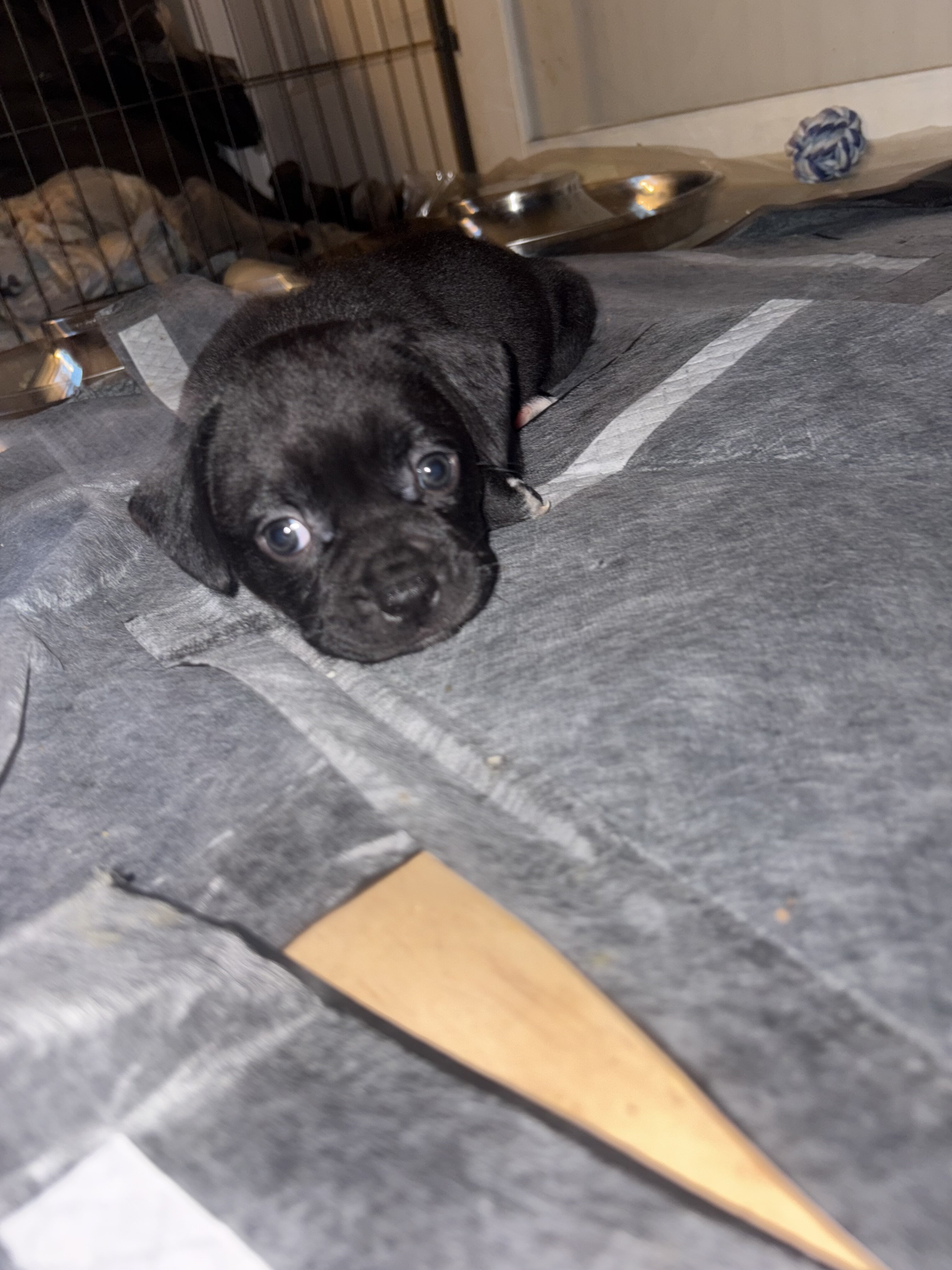 Pit Bull × Pekingese Mix, Coal 🪨 image 3