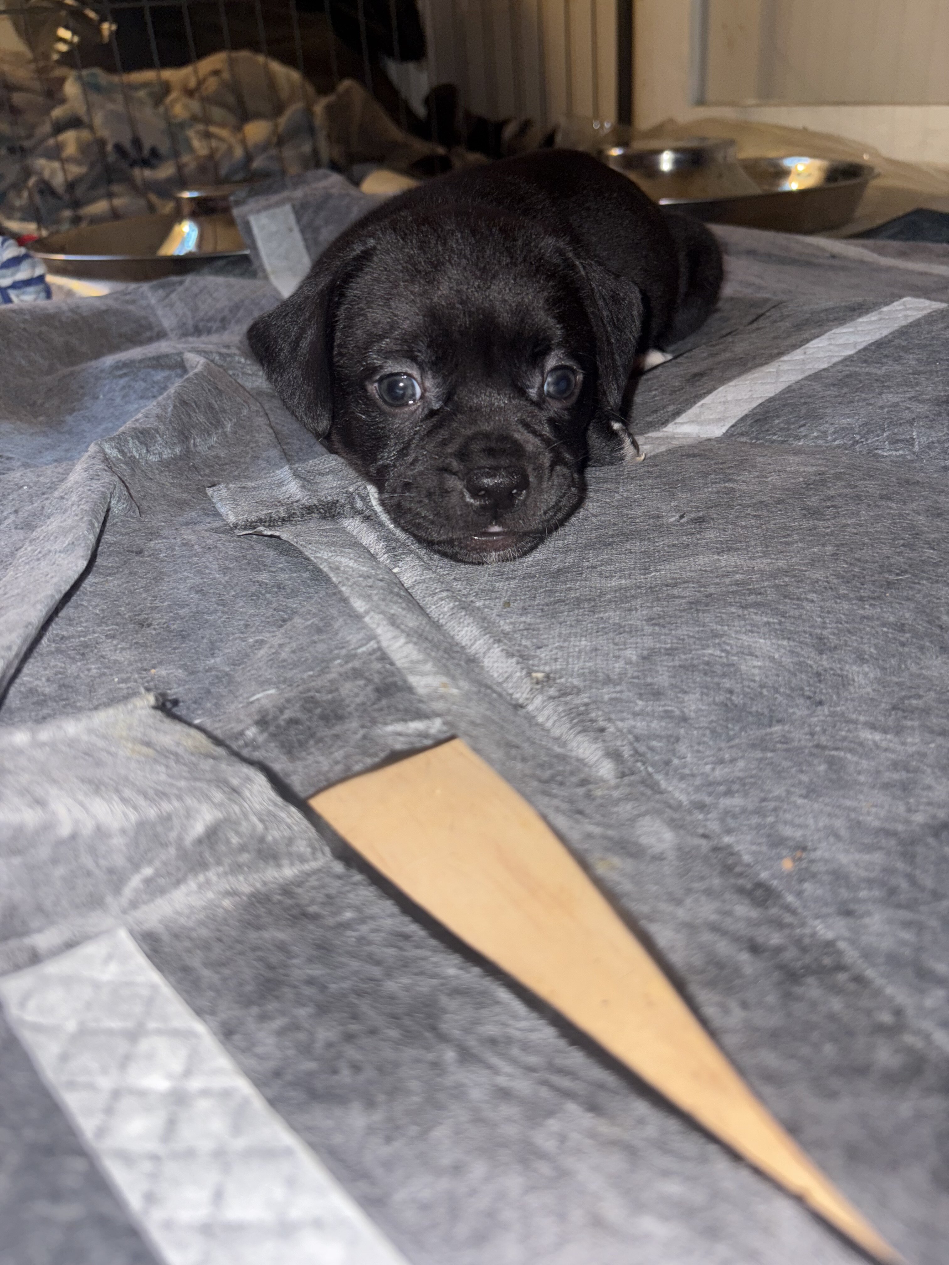 Pit Bull × Pekingese Mix, Coal 🪨 image 2