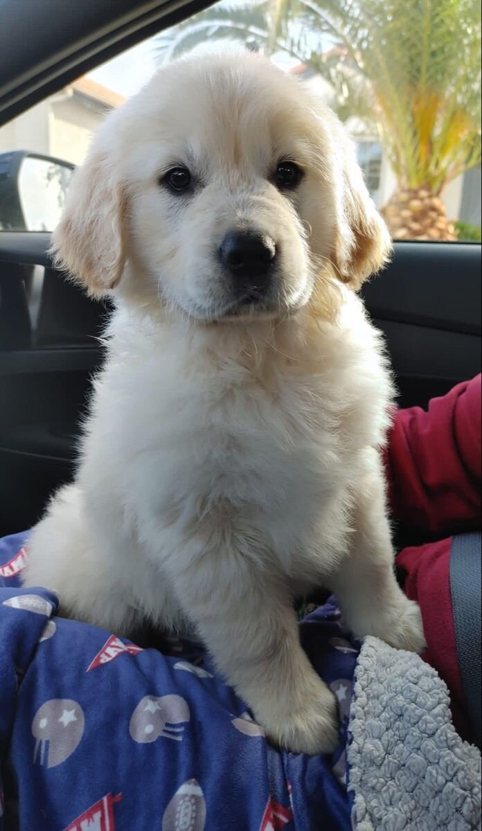 9weeks old golden retriever image 2