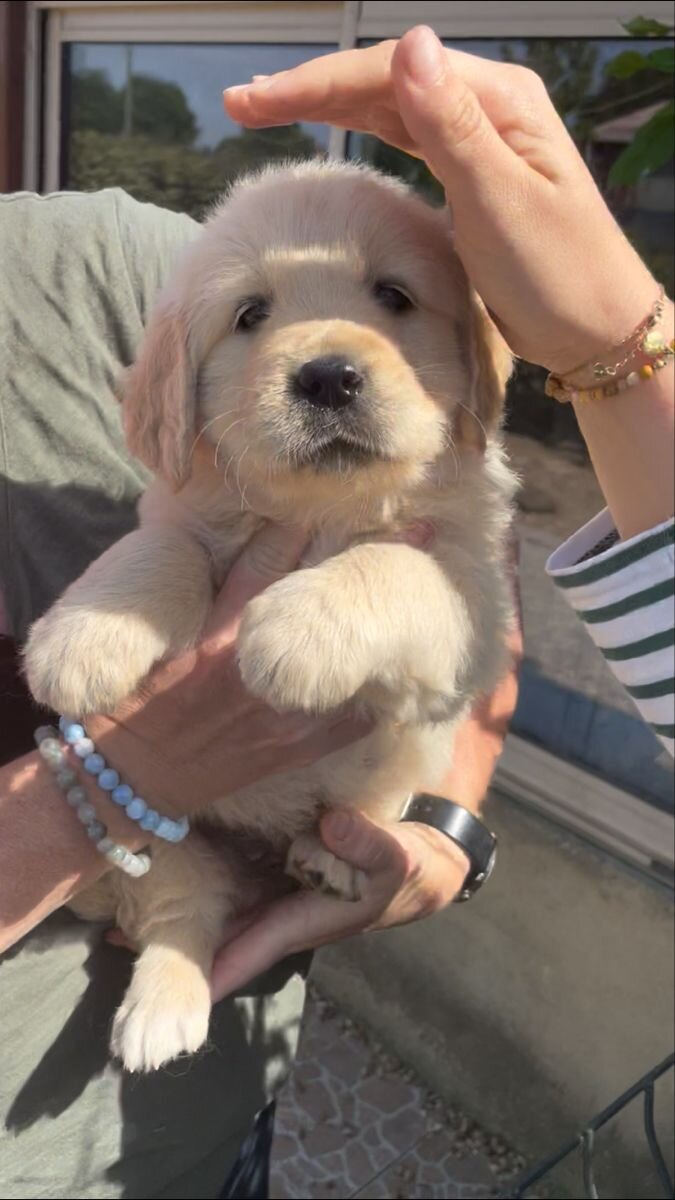 9weeks old golden retriever image 3