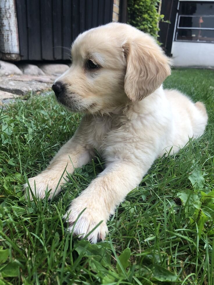 9weeks old golden retriever image 1