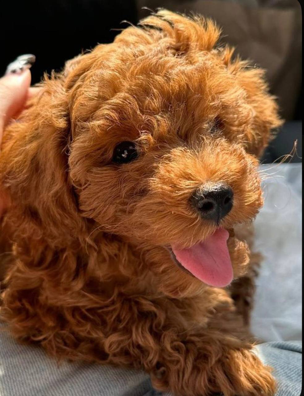 Hypoallergenic & Smart: 10-Week-Old Female Poodle. image 4